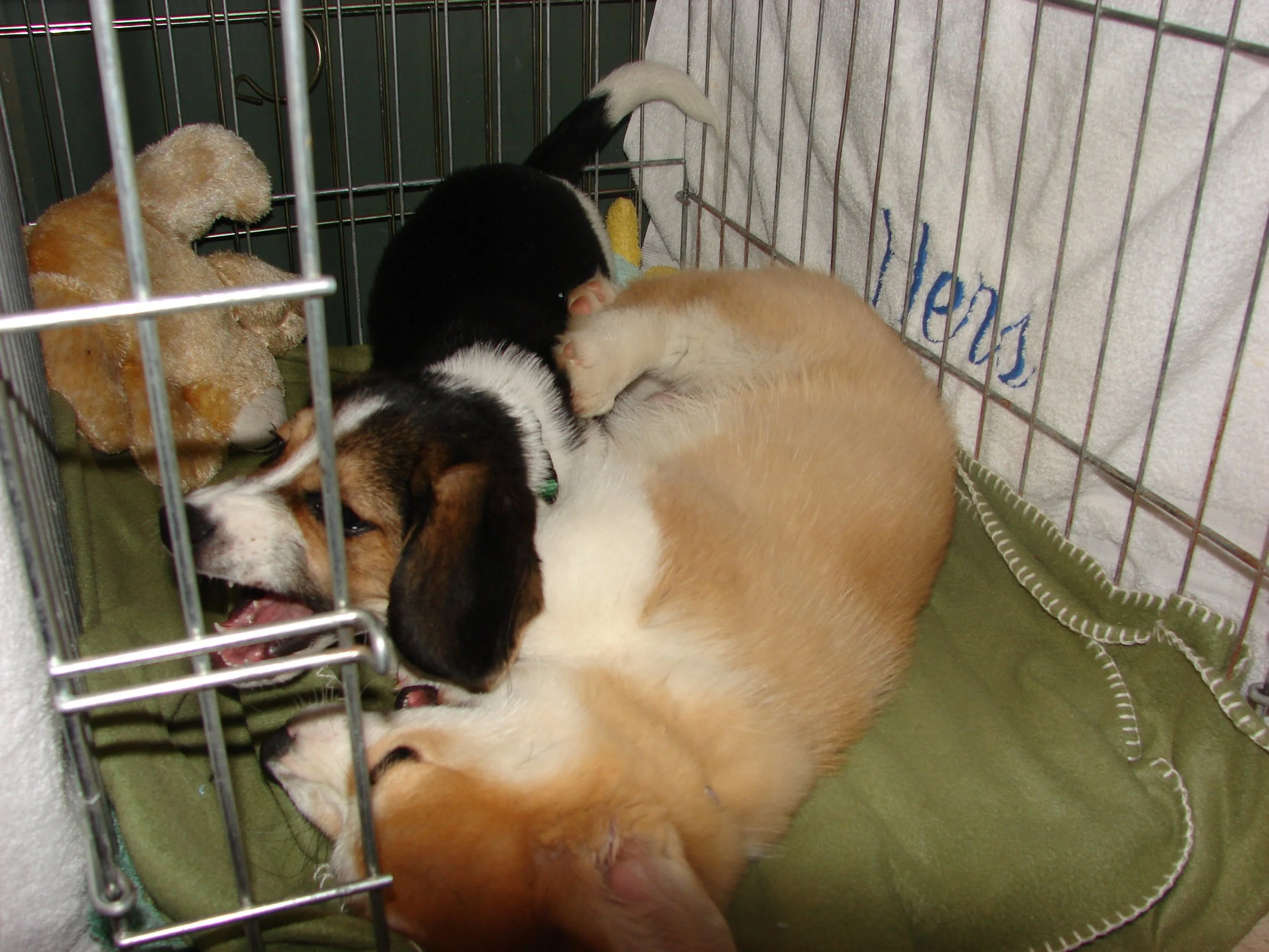 0307 Reggie Louie 1.jpg