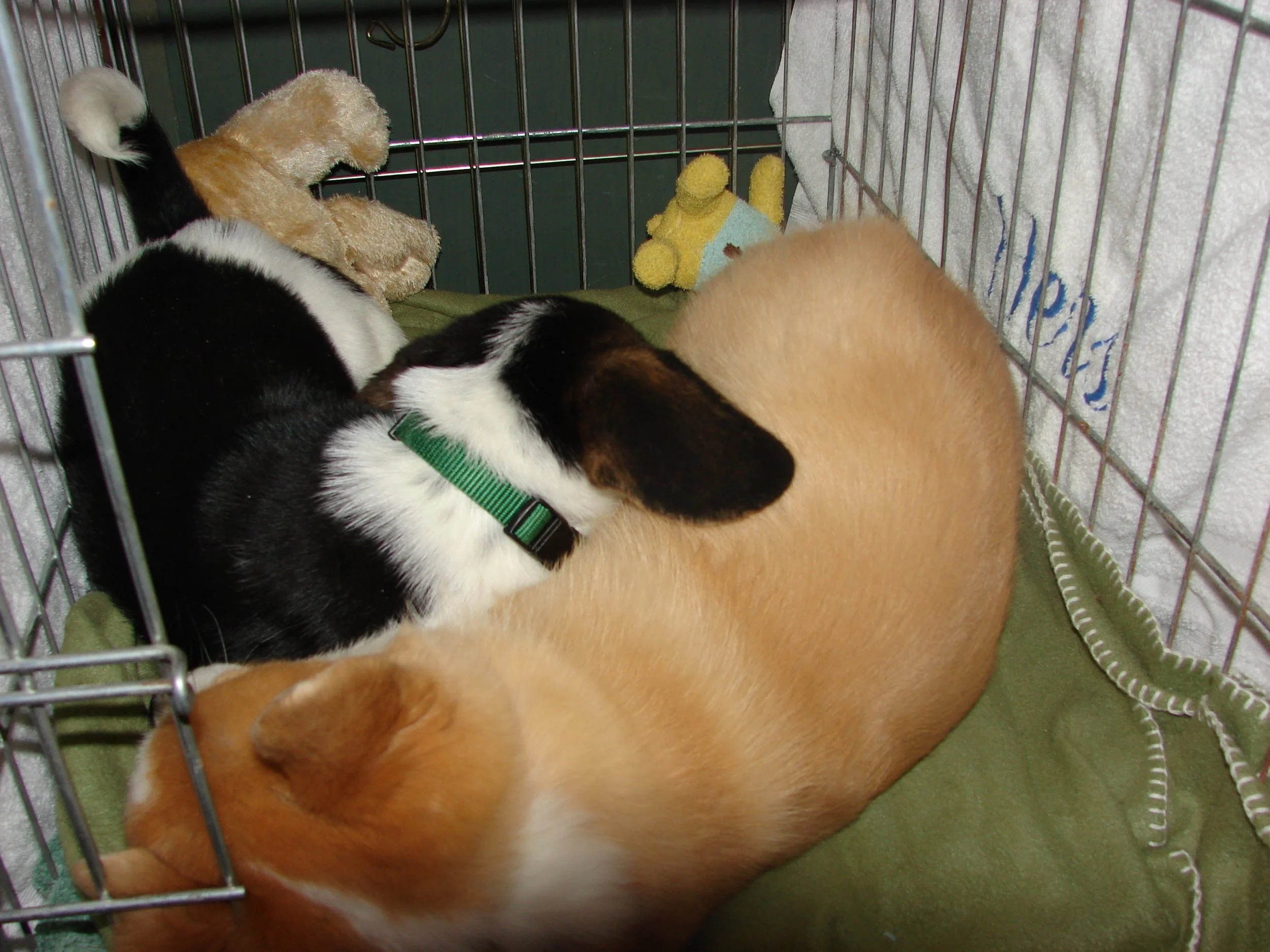 0307 Reggie Louie 2.jpg