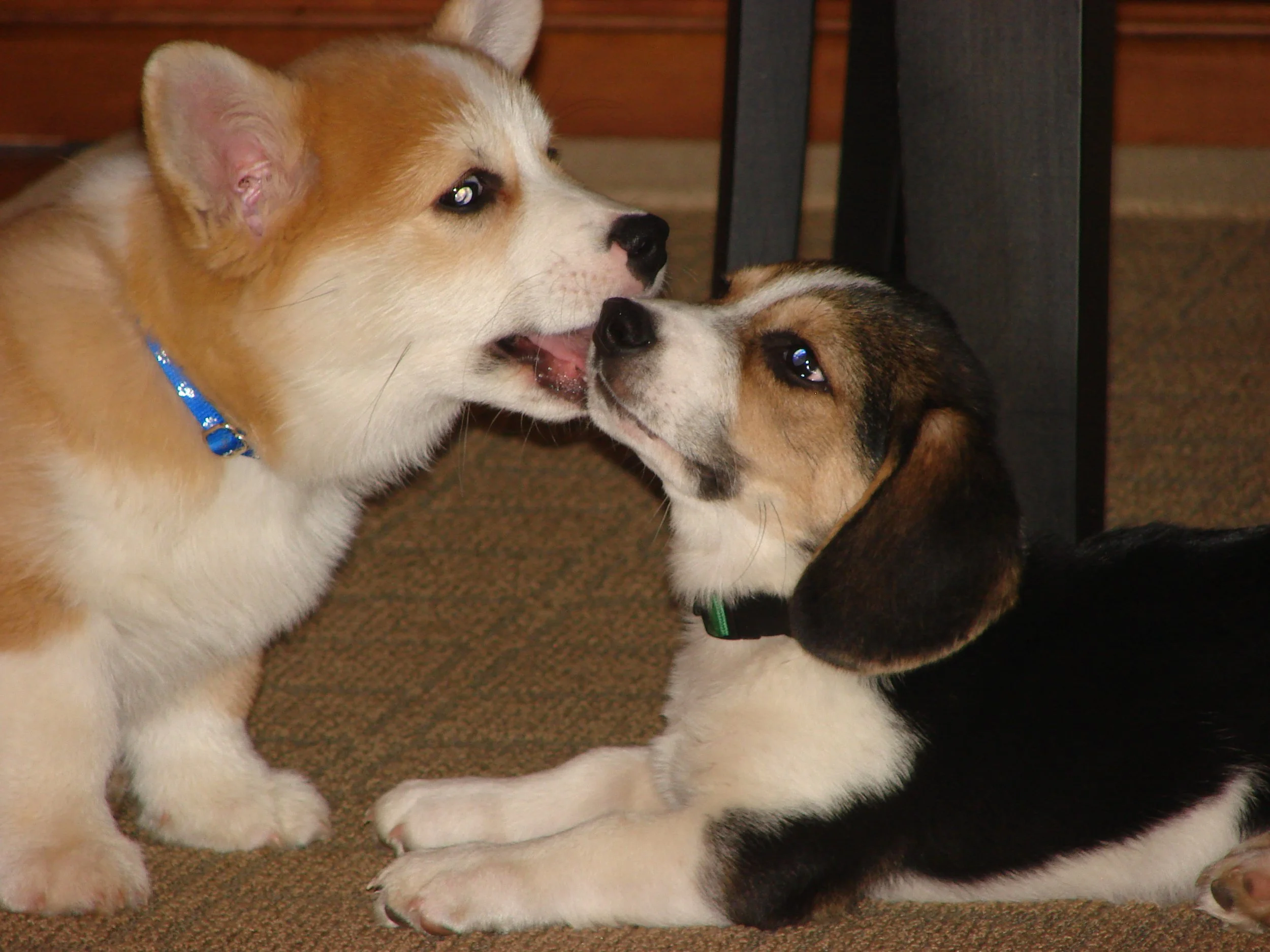 0307 Reggie Louie 3.jpg