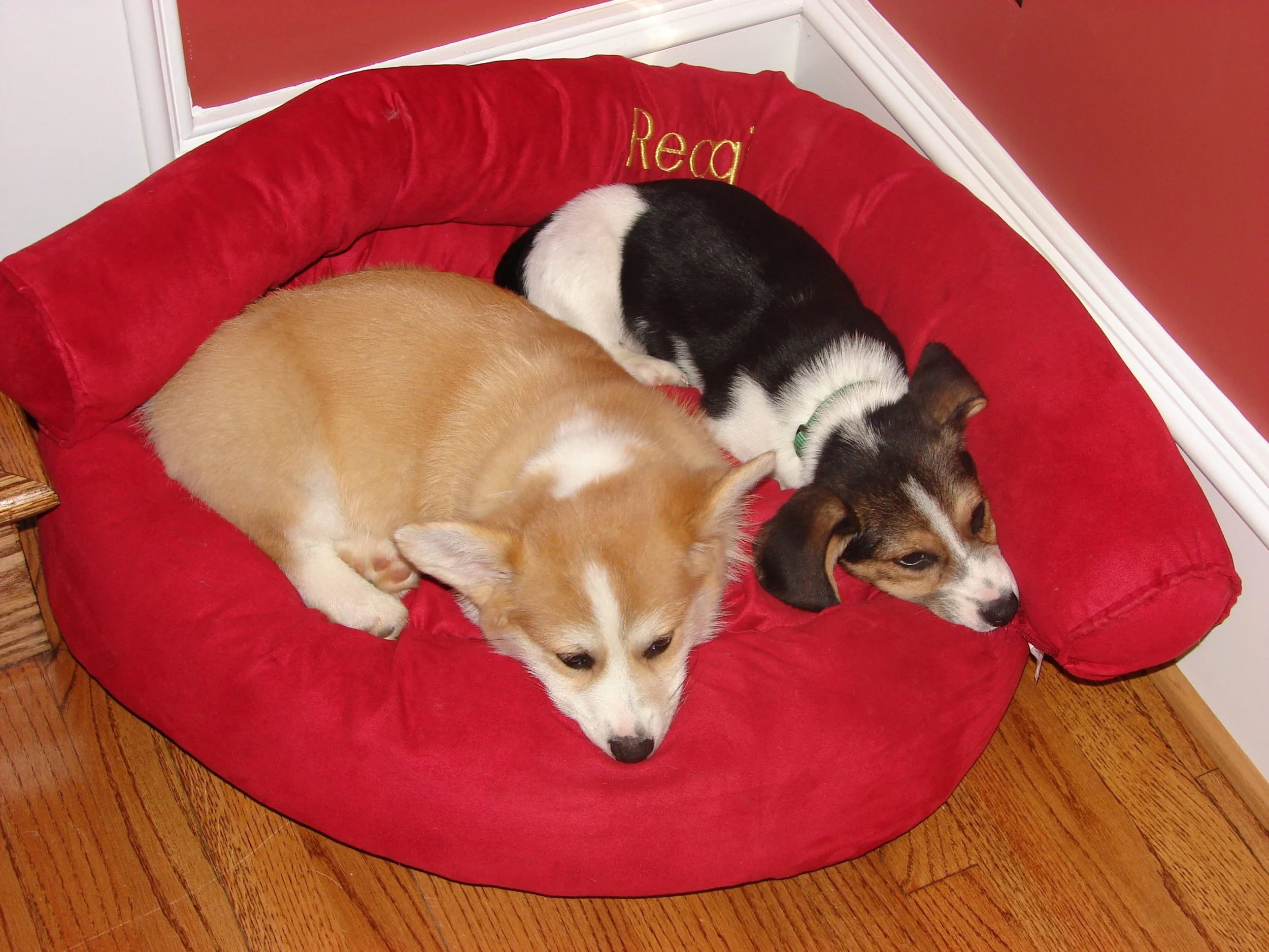 0307 Reggie Louie 4.jpg