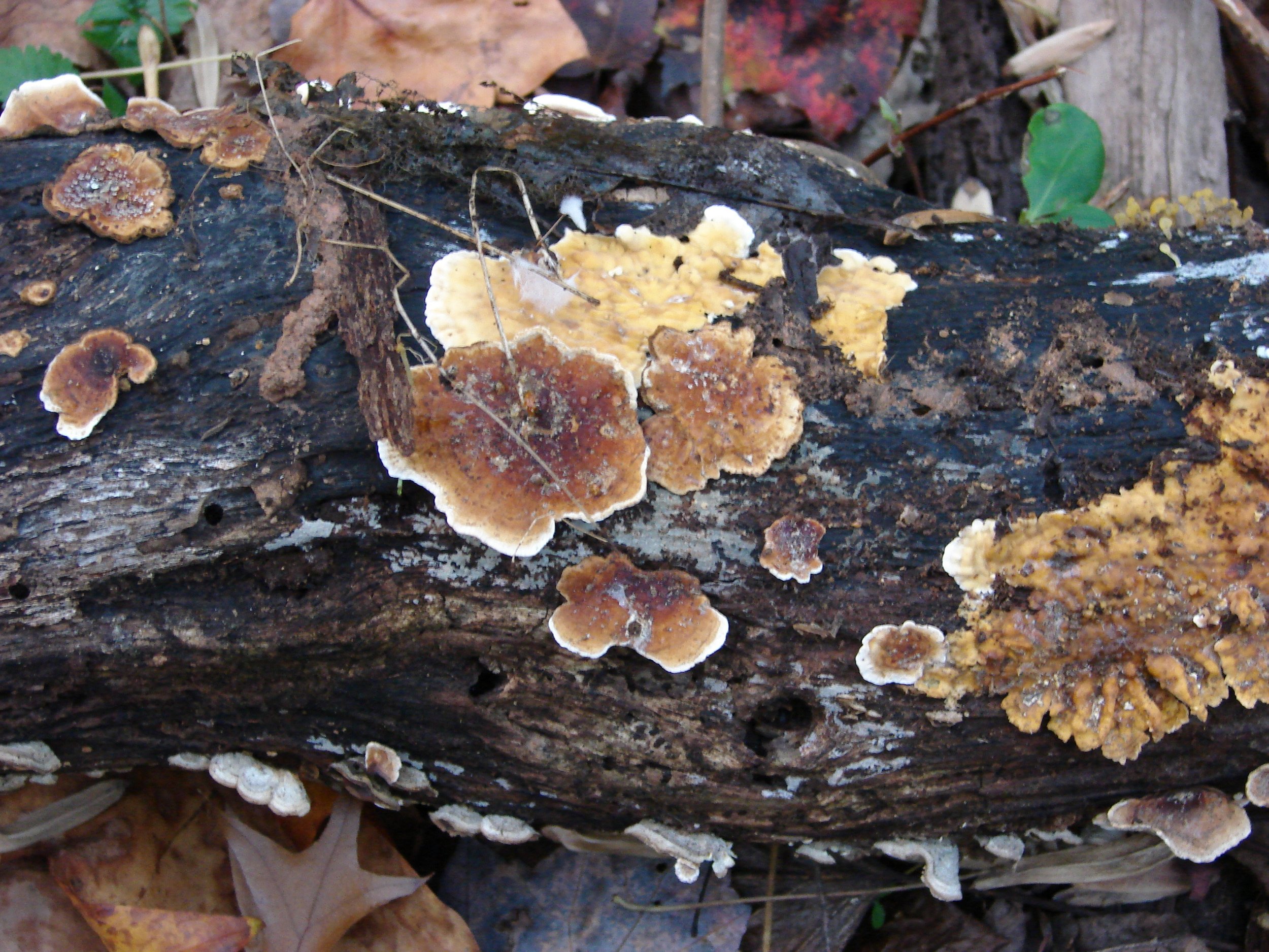 1106 Nate Class Fungus 1.jpg