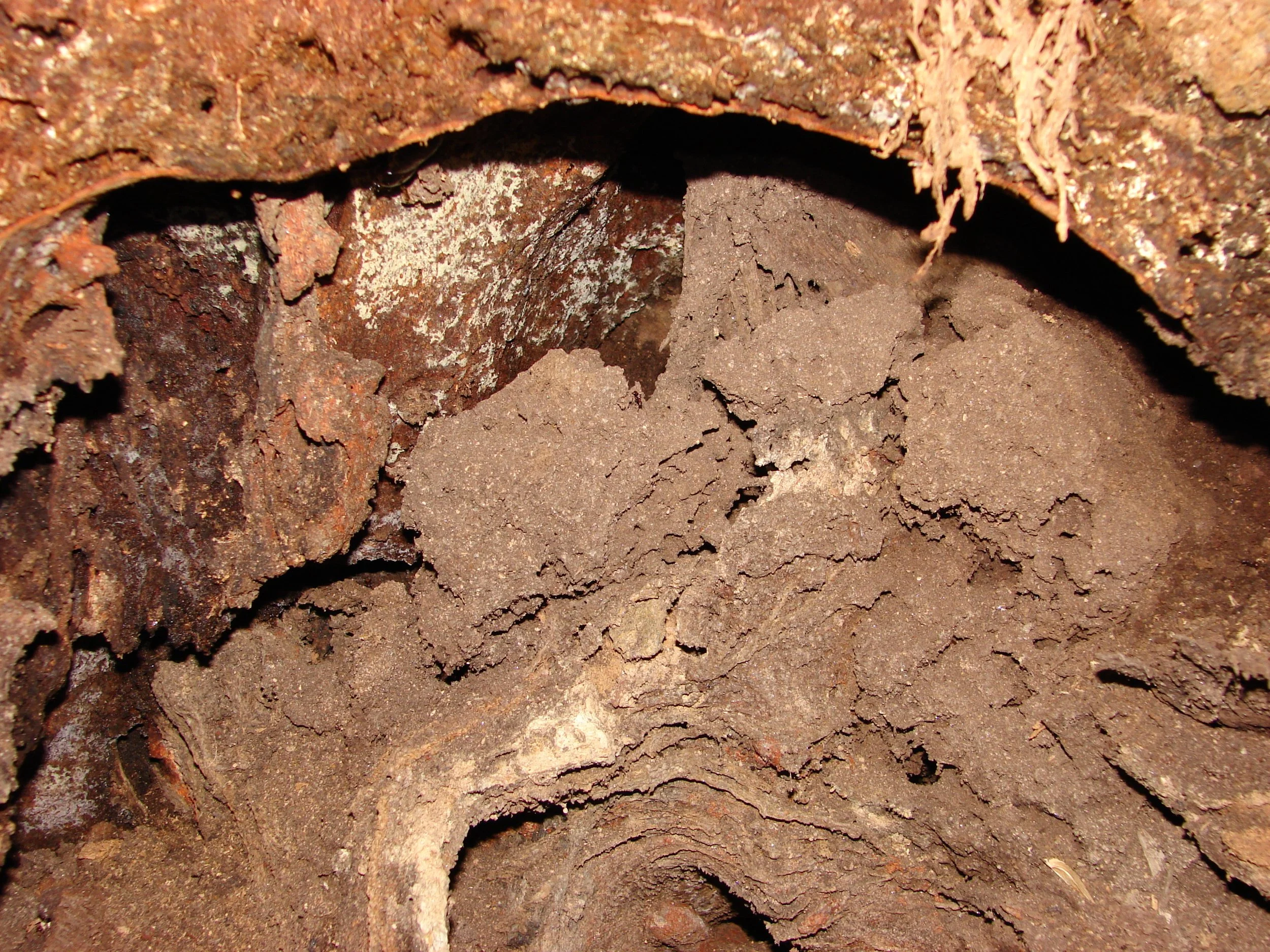 1106 Nate Fungus 2.jpg