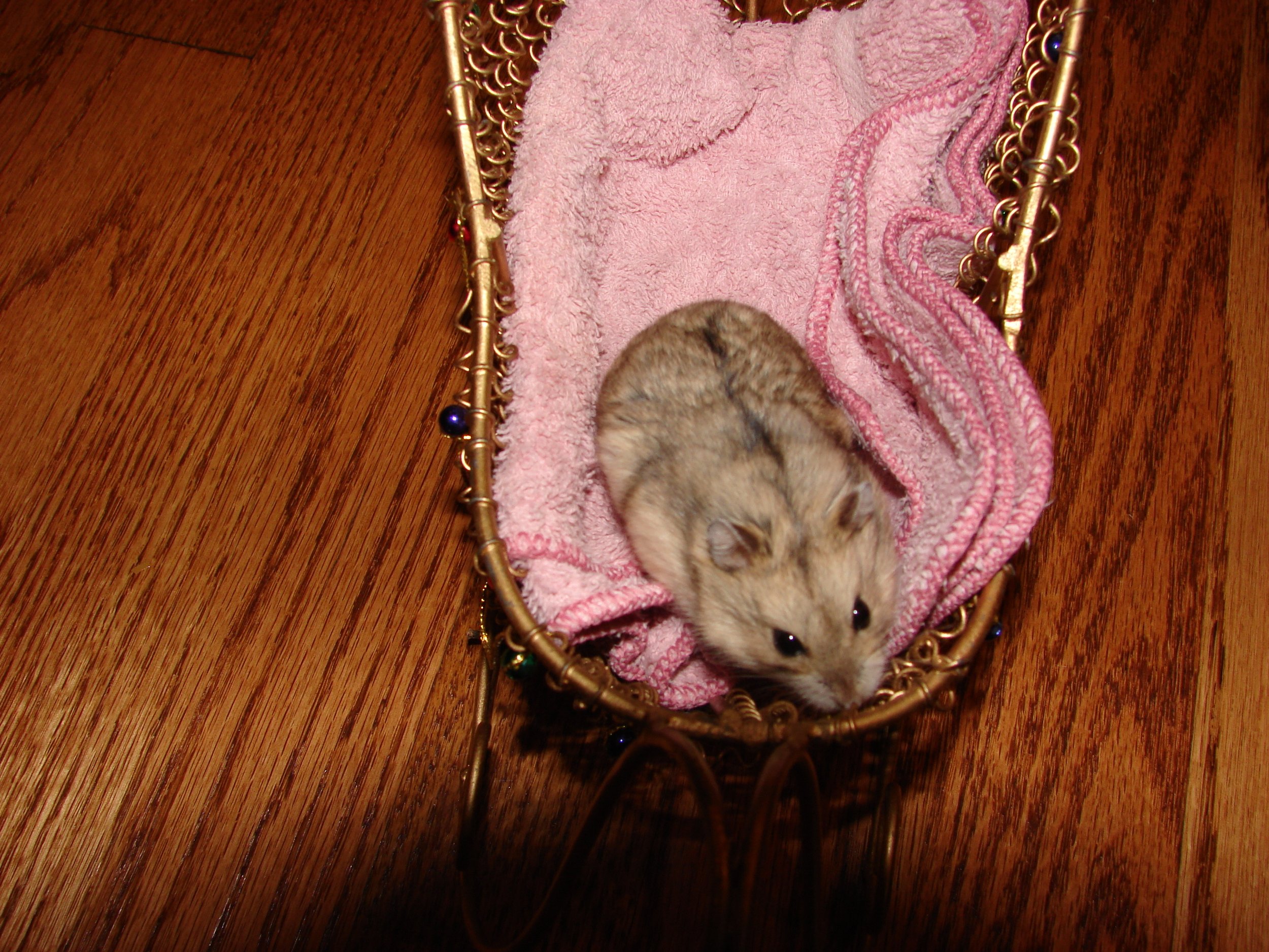 1206 Tete the Hamster.jpg