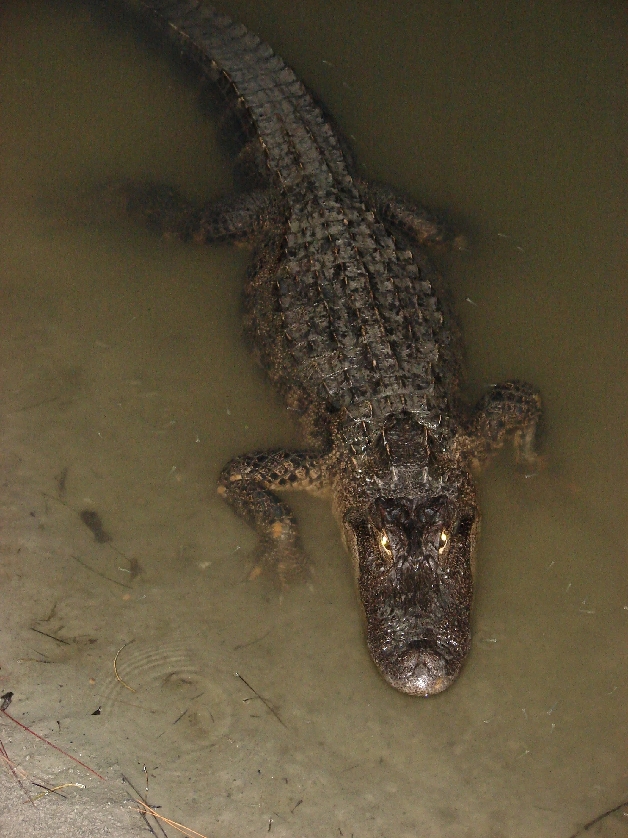 0806 Charlie the Alligator.jpg