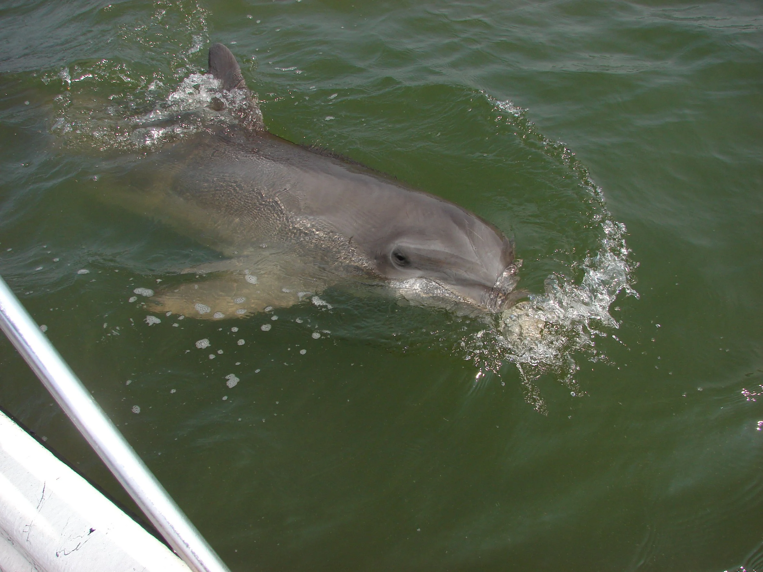 0806 Hilton Head Dolphin.jpg