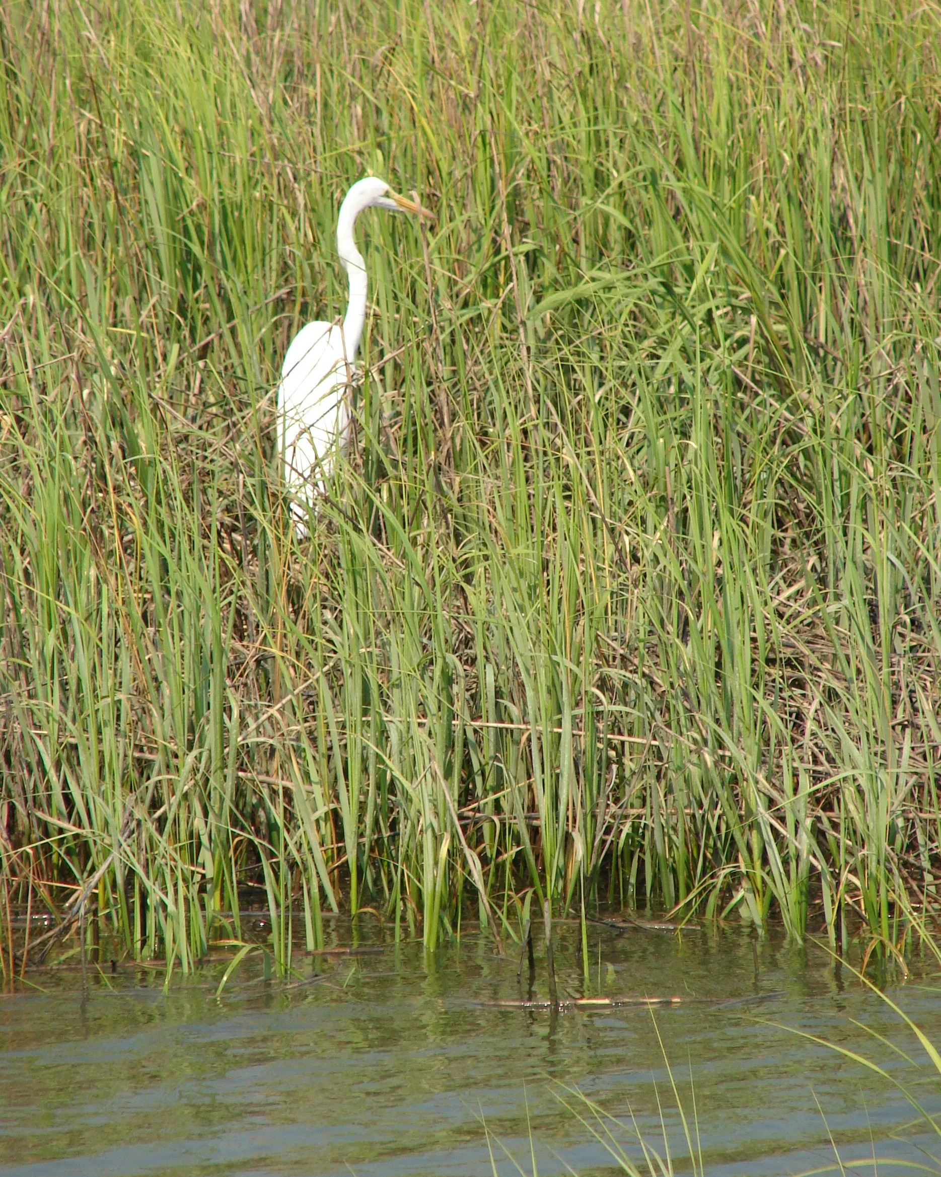 0806 Hilton Head Egret.jpg