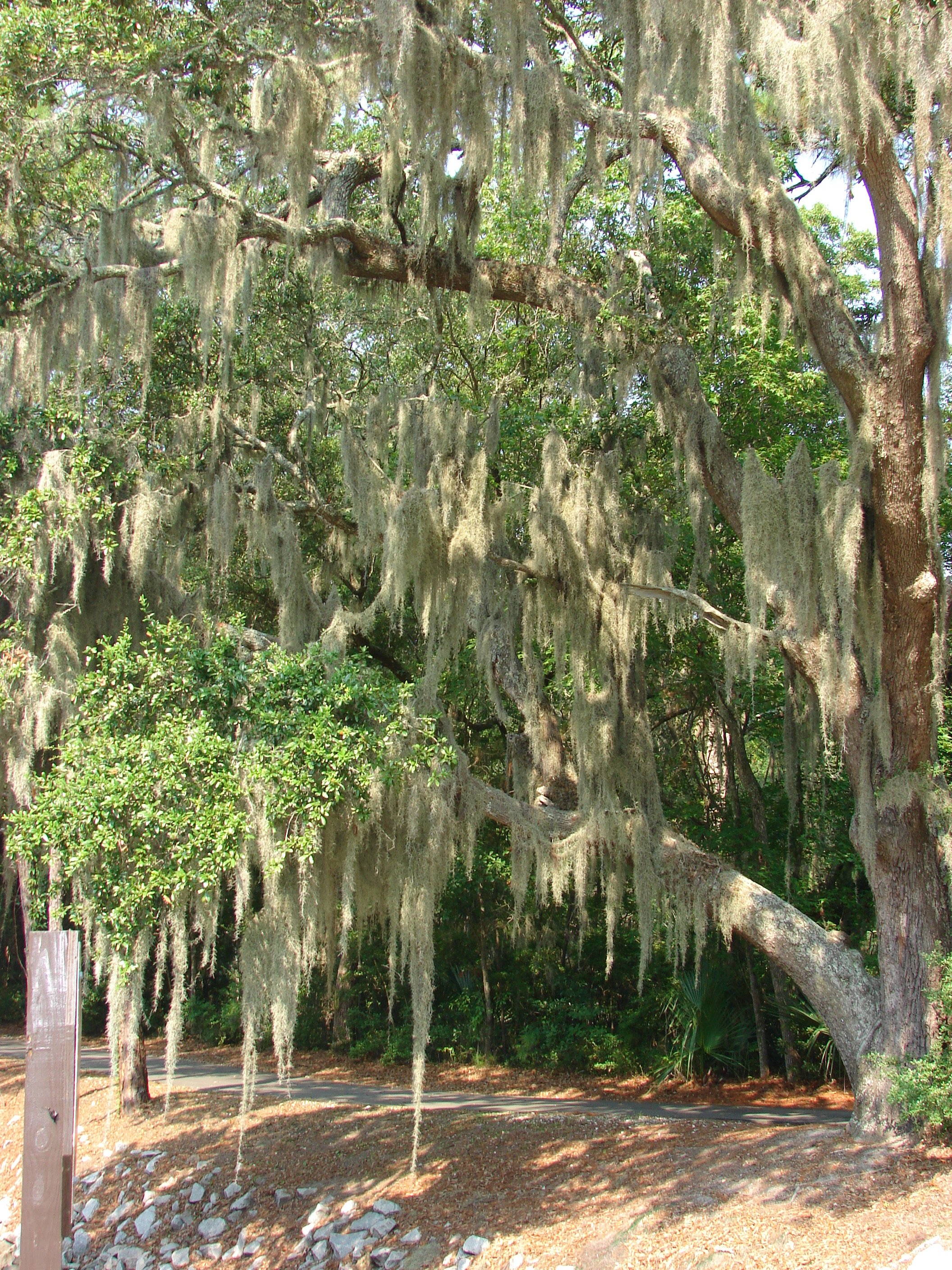 0806 Hilton Head Spanish Moss Tree 2.jpg