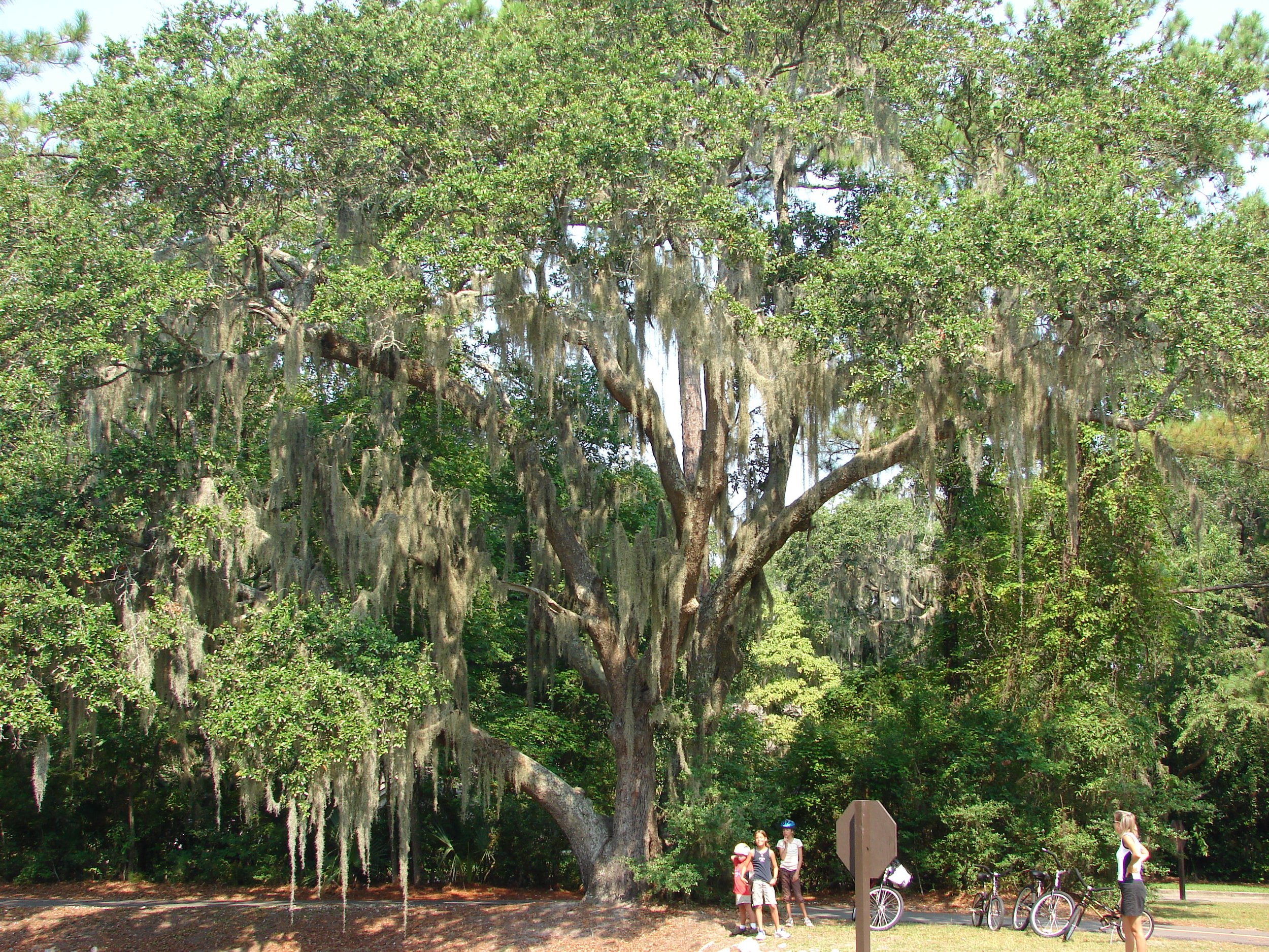 0806 Hilton Head Spanish Moss Tree.jpg