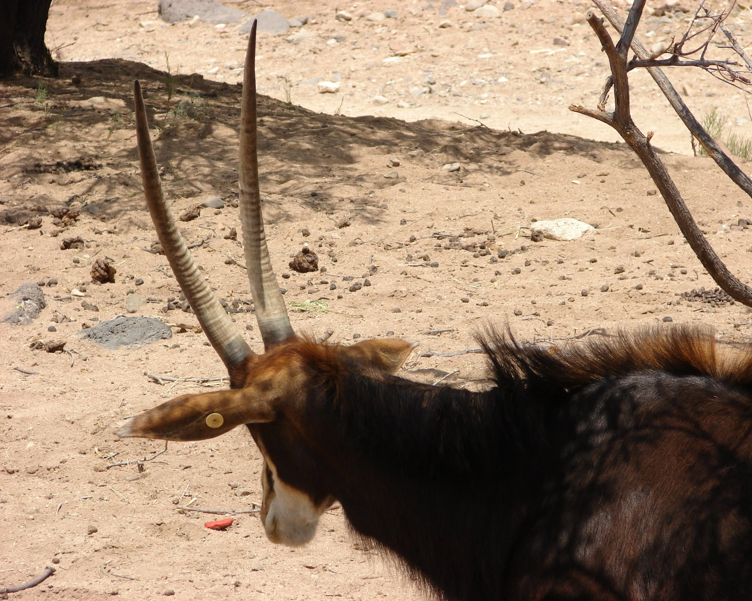 0606 Animal Antelope.jpg