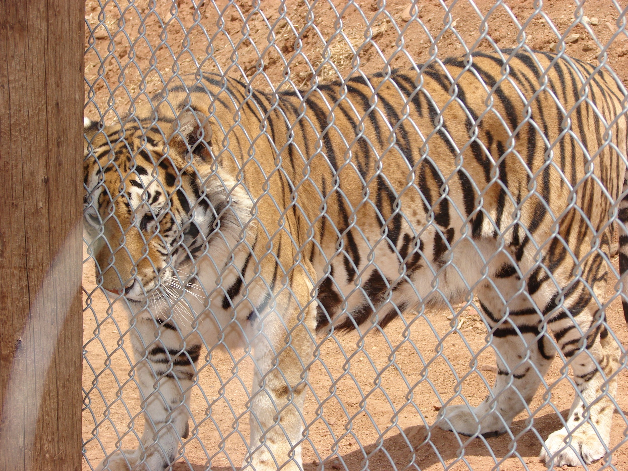 0606 Animal Bengal Tiger.jpg