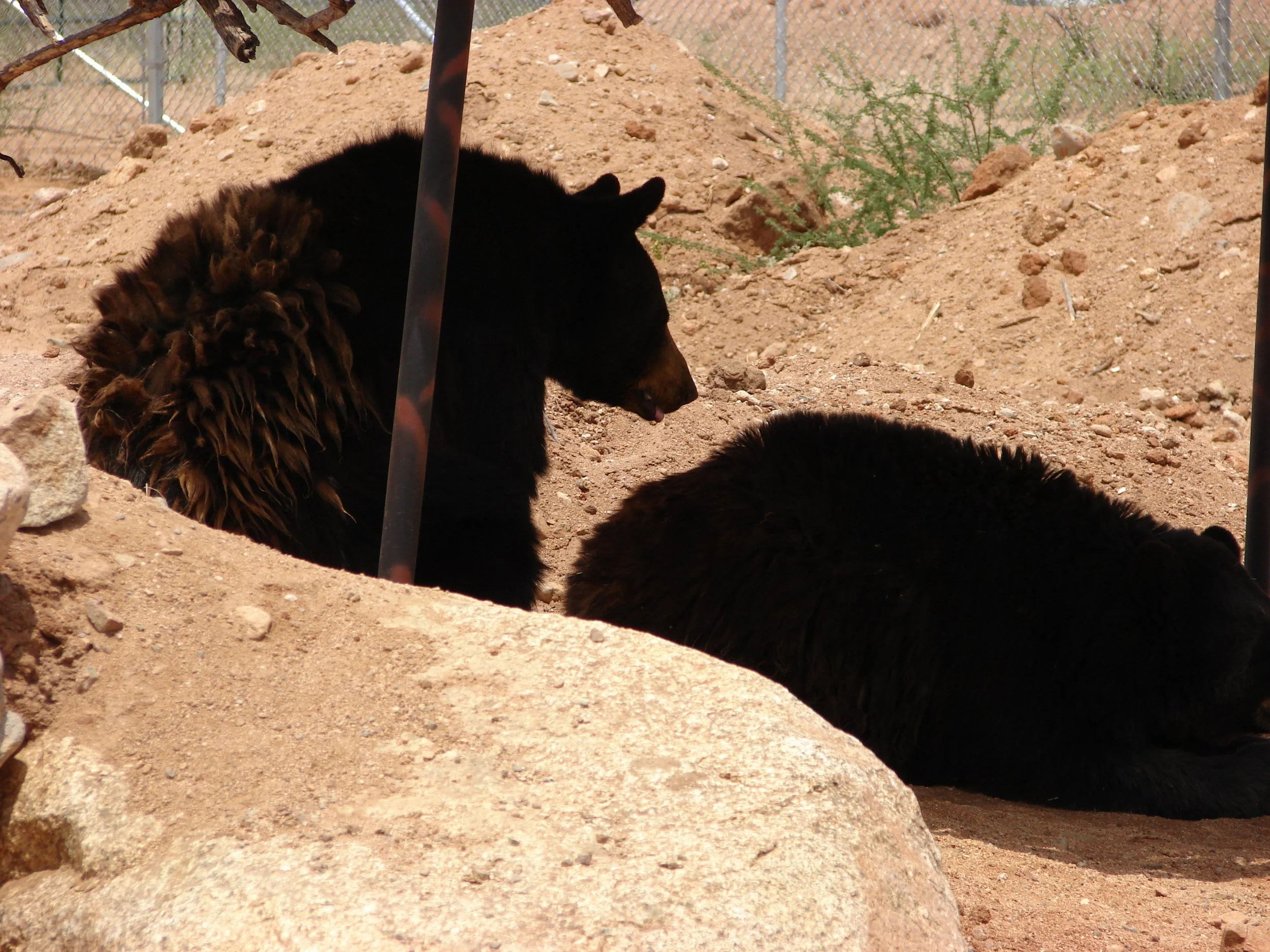 0606 Animal Black Bear.jpg