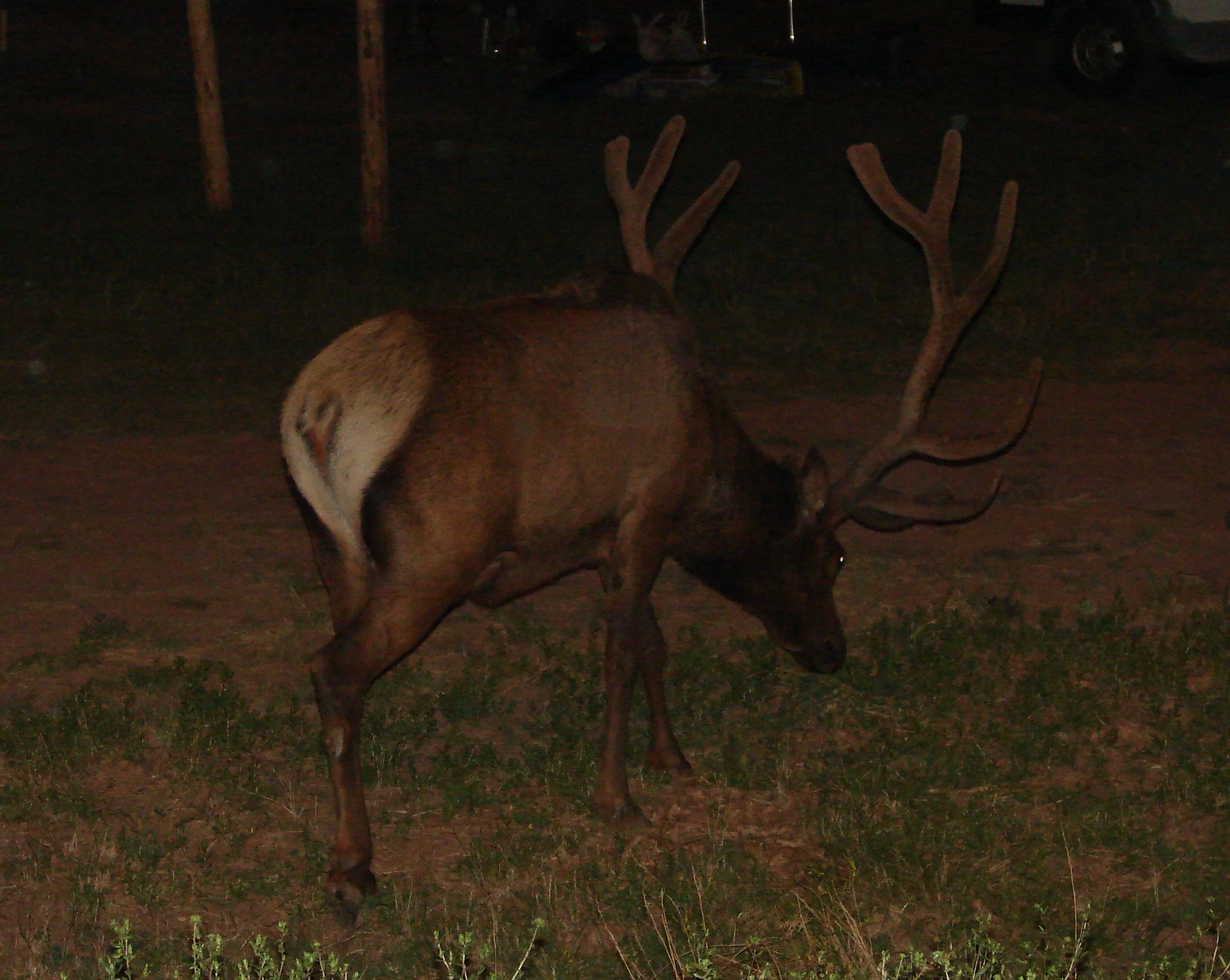 0606 Animal Bull Elk 2.jpg