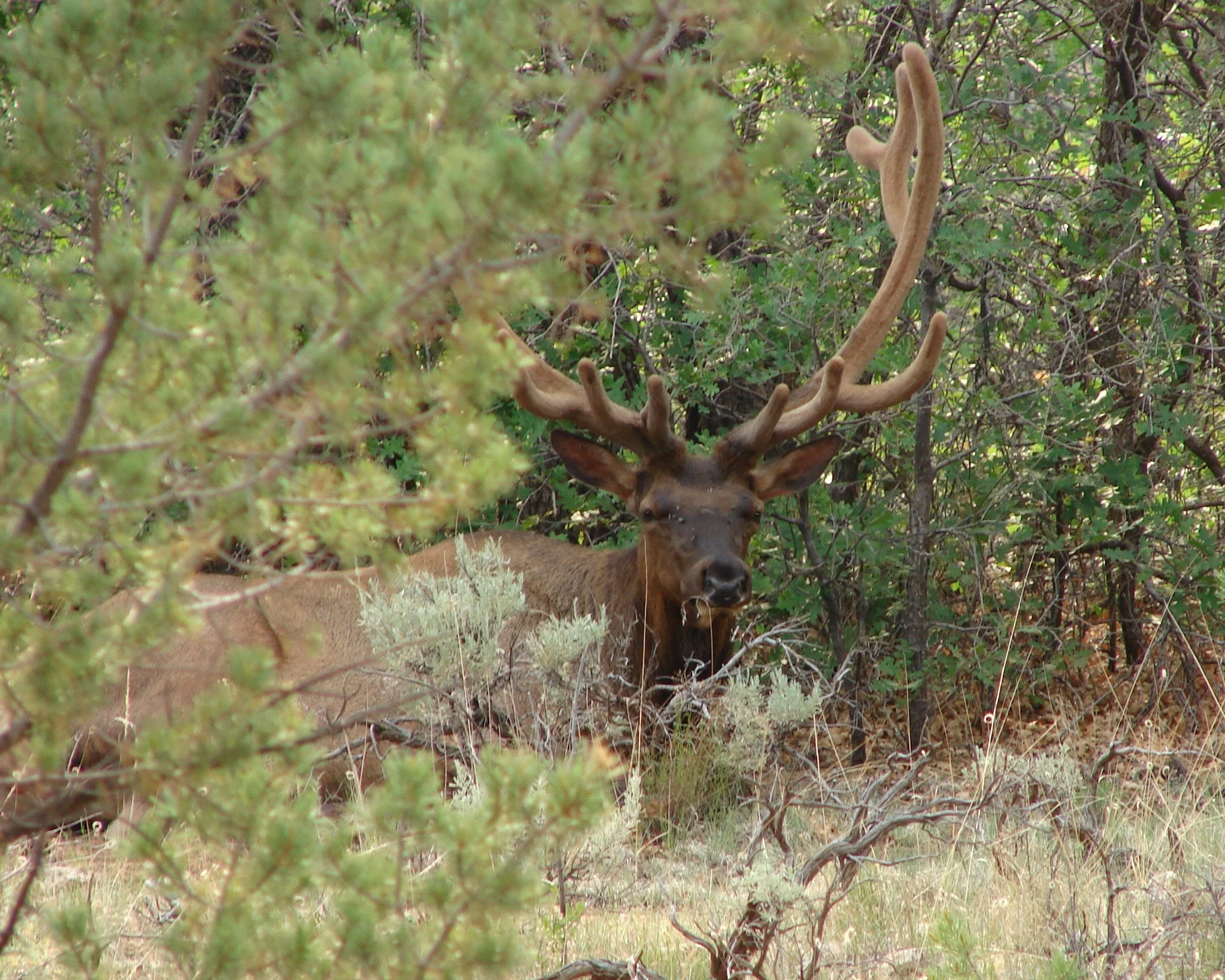0606 Animal Bull Elk.jpg