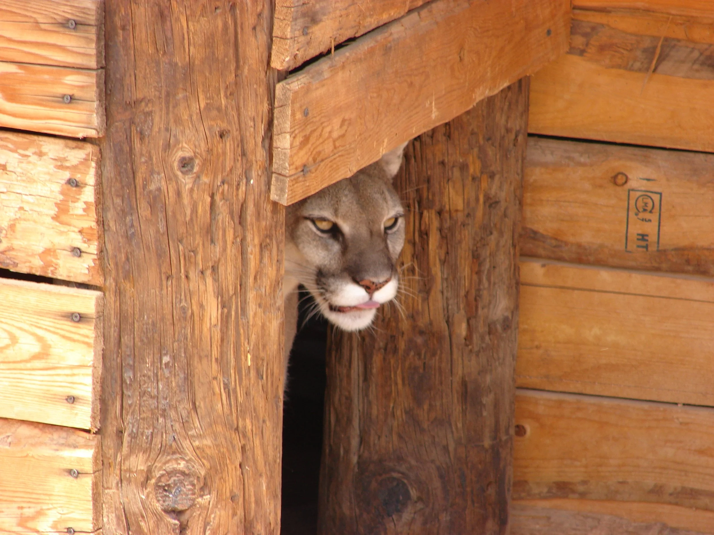 0606 Animal Cheetah.jpg