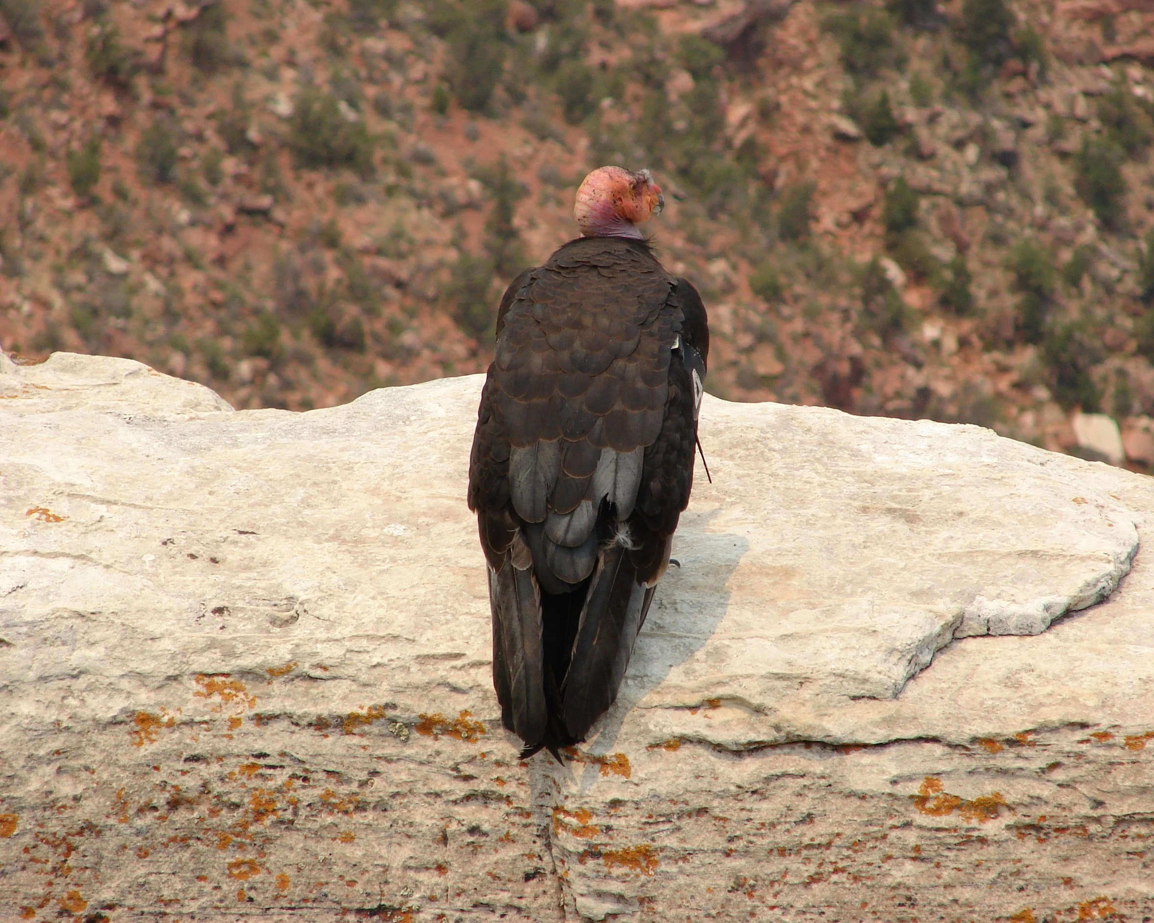0606 Animal Condor.jpg
