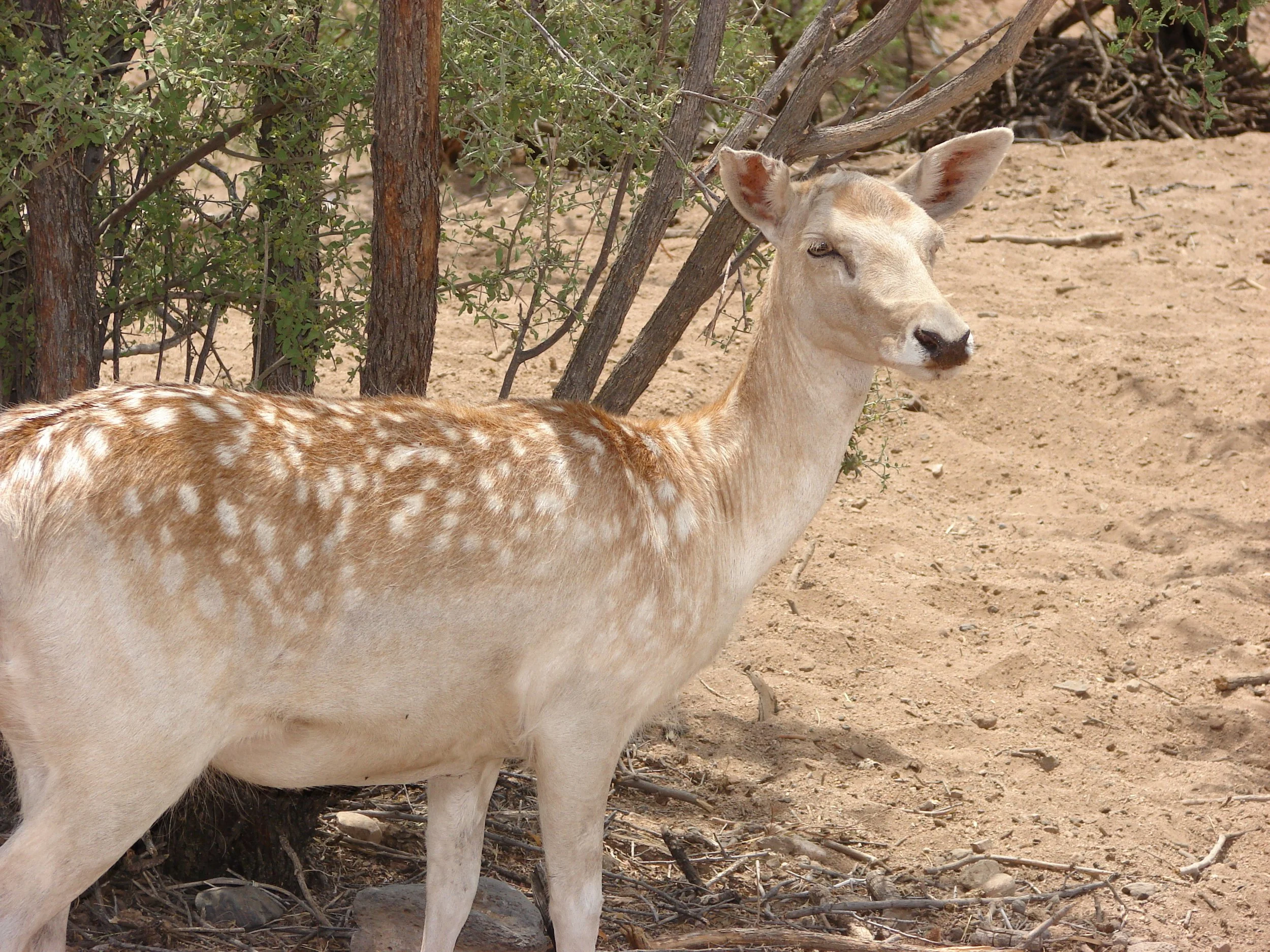 0606 Animal Fallow Deer.jpg