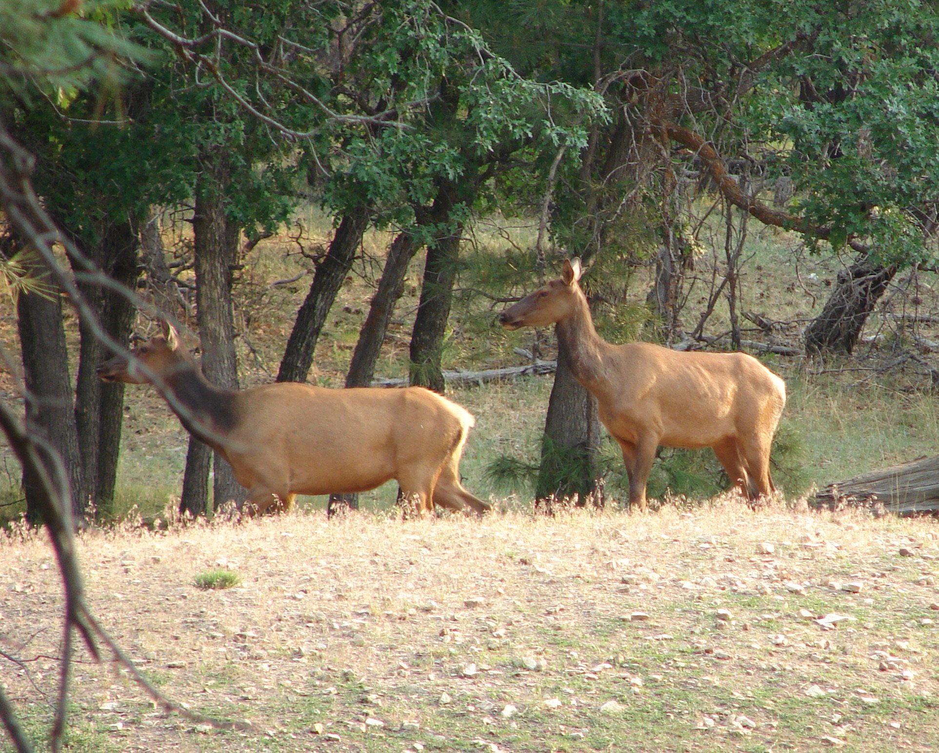 0606 Animal Female Elk.jpg