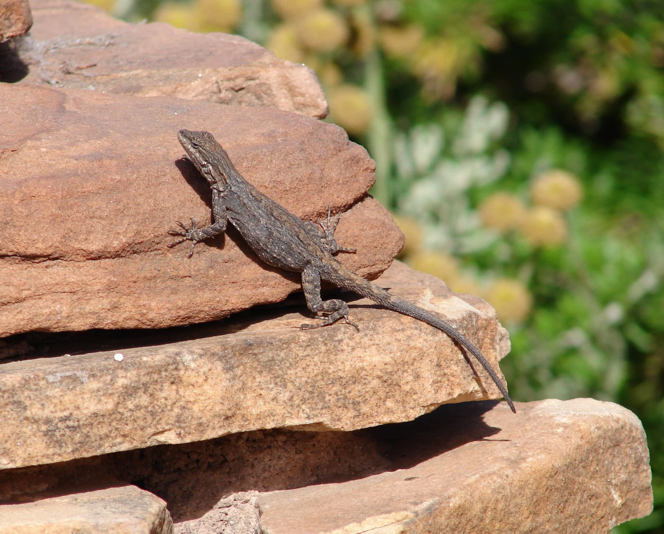 0606 Animal Gecko 2.jpg