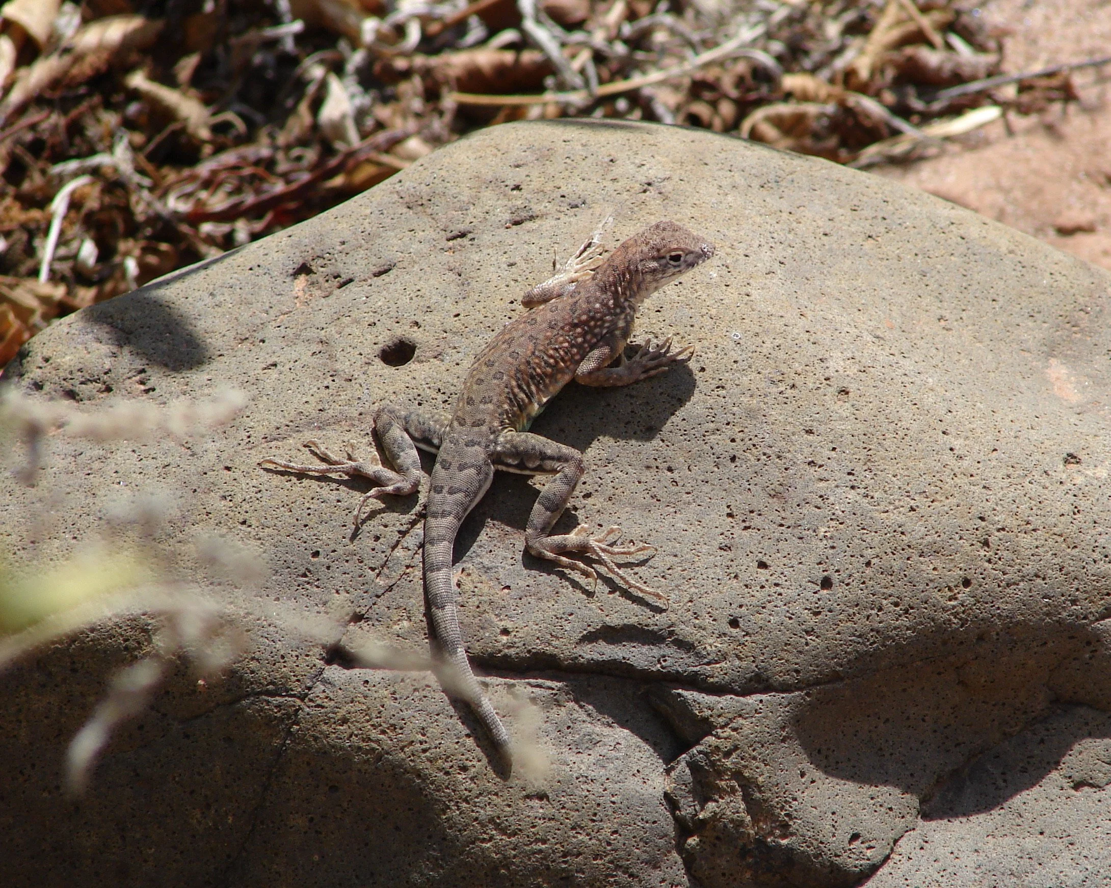 0606 Animal Gecko.jpg