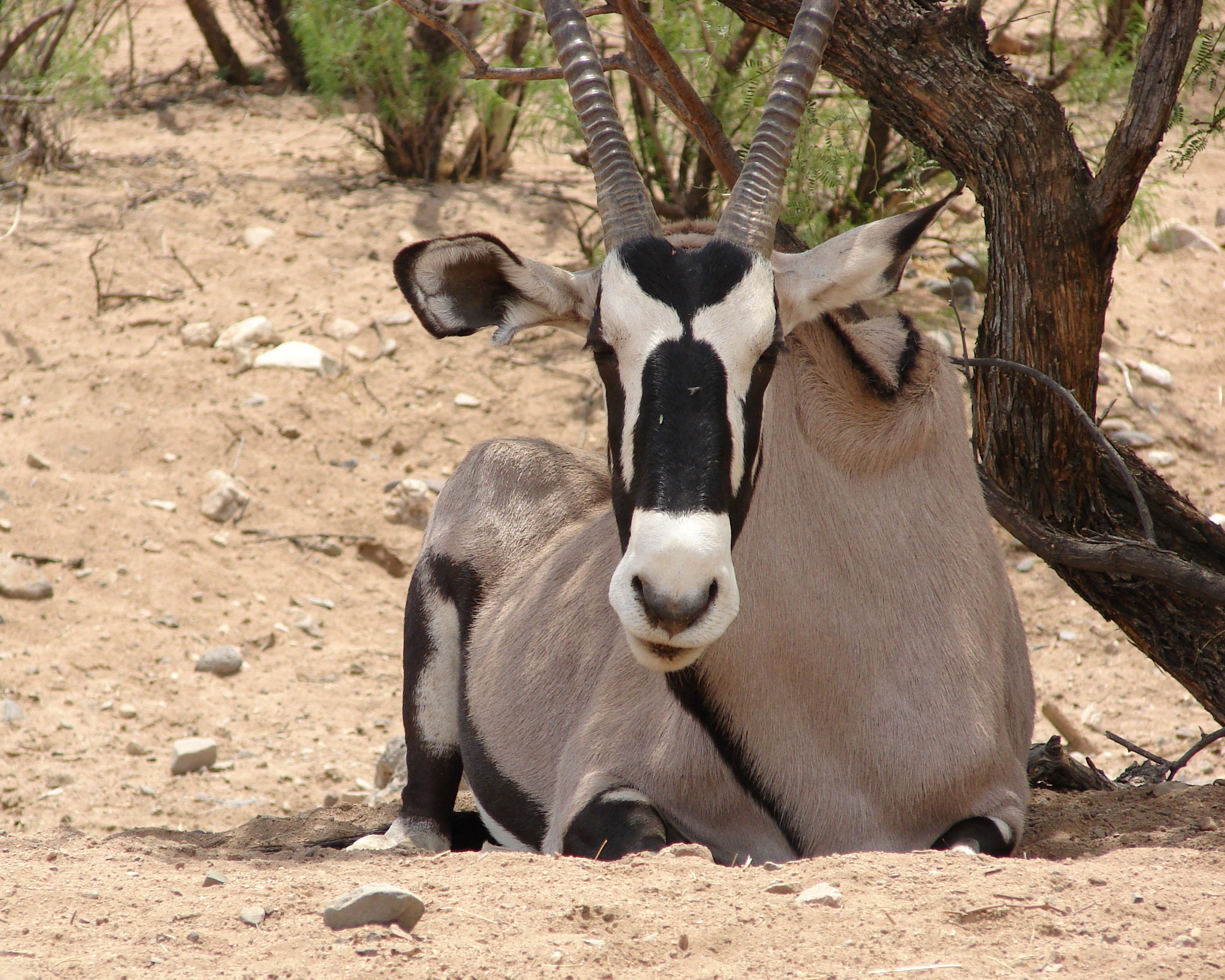 0606 Animal Gimzbock.jpg