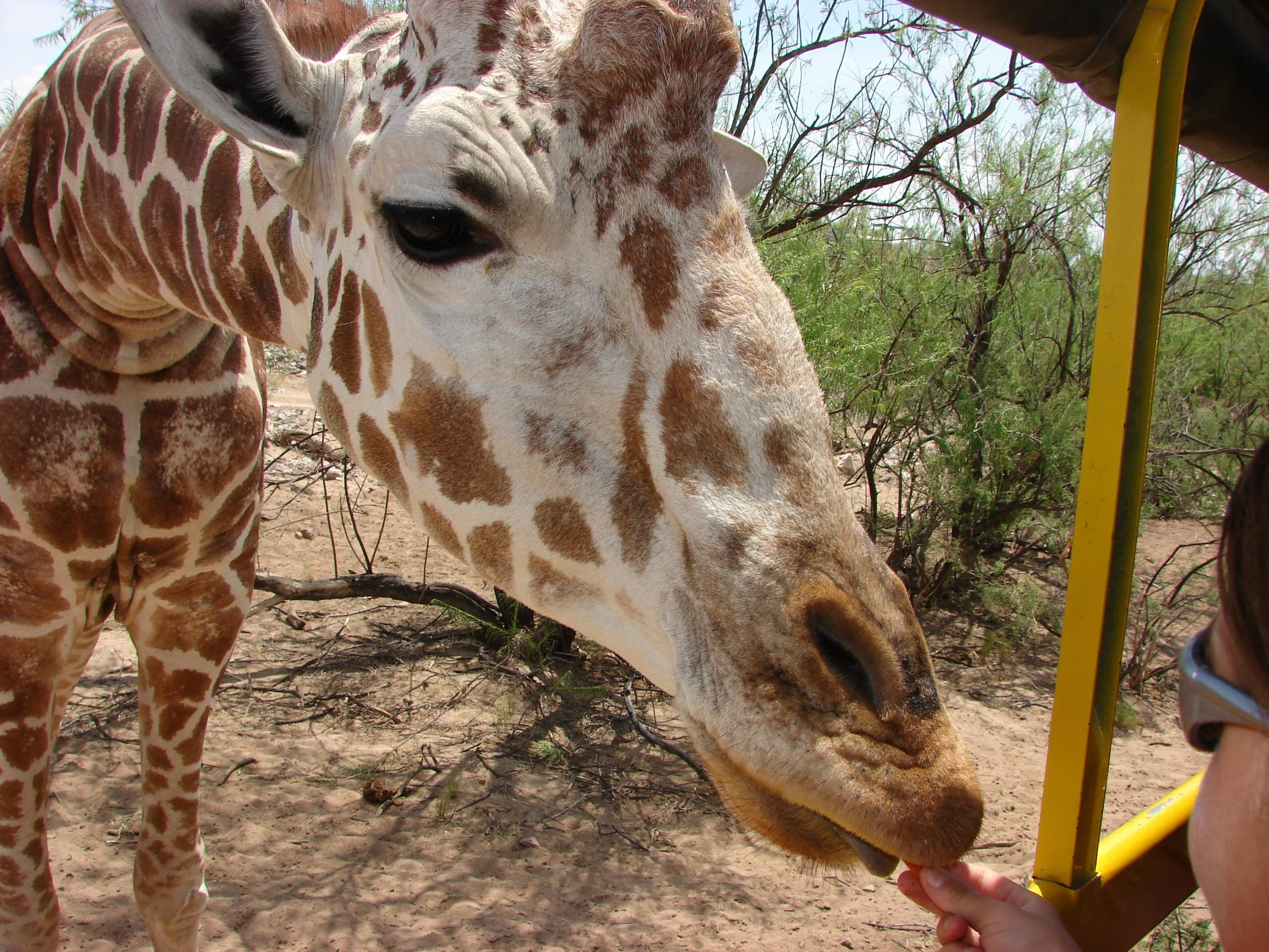 0606 Animal Giraffe Ava.jpg