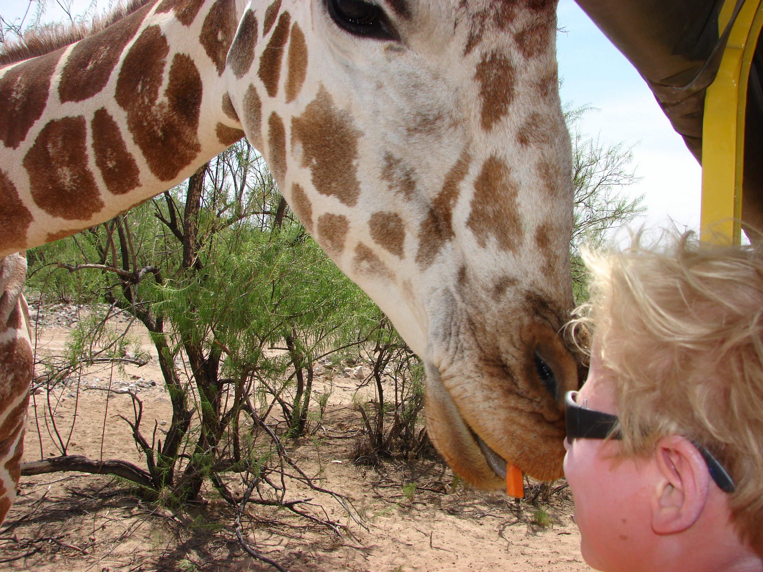 0606 Animal Giraffe Nate.jpg