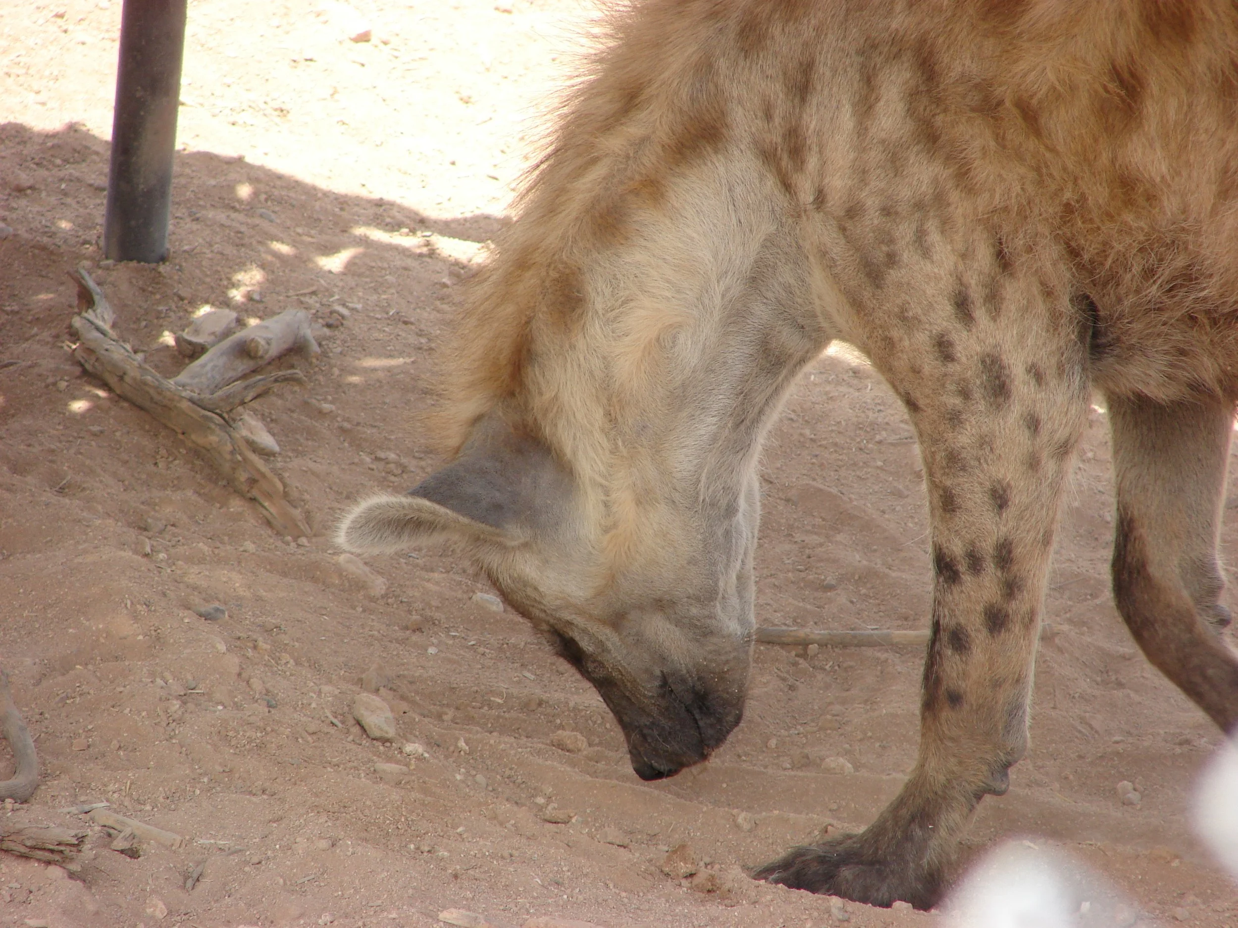 0606 Animal Hyena.jpg