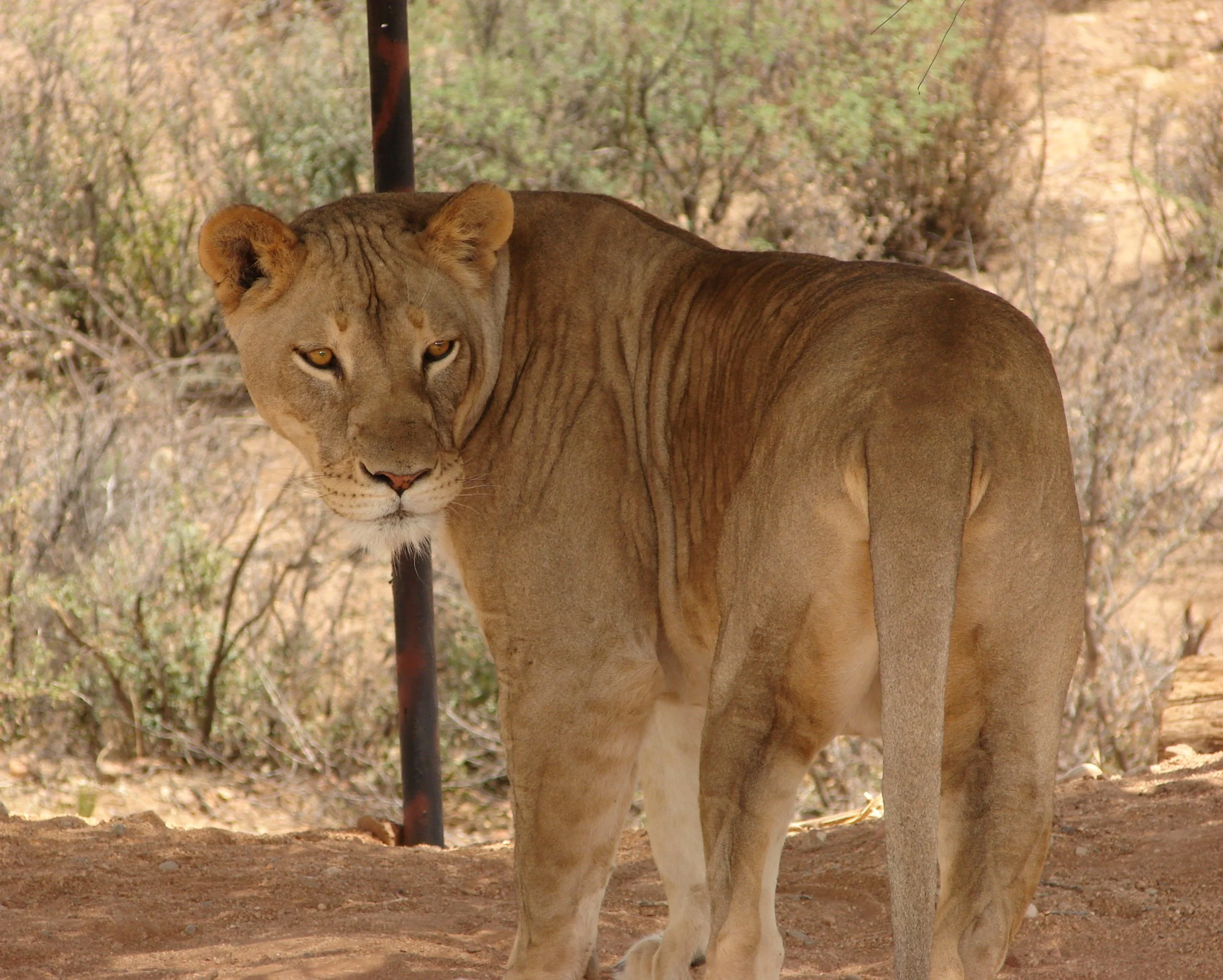 0606 Animal Mountain Lion.jpg
