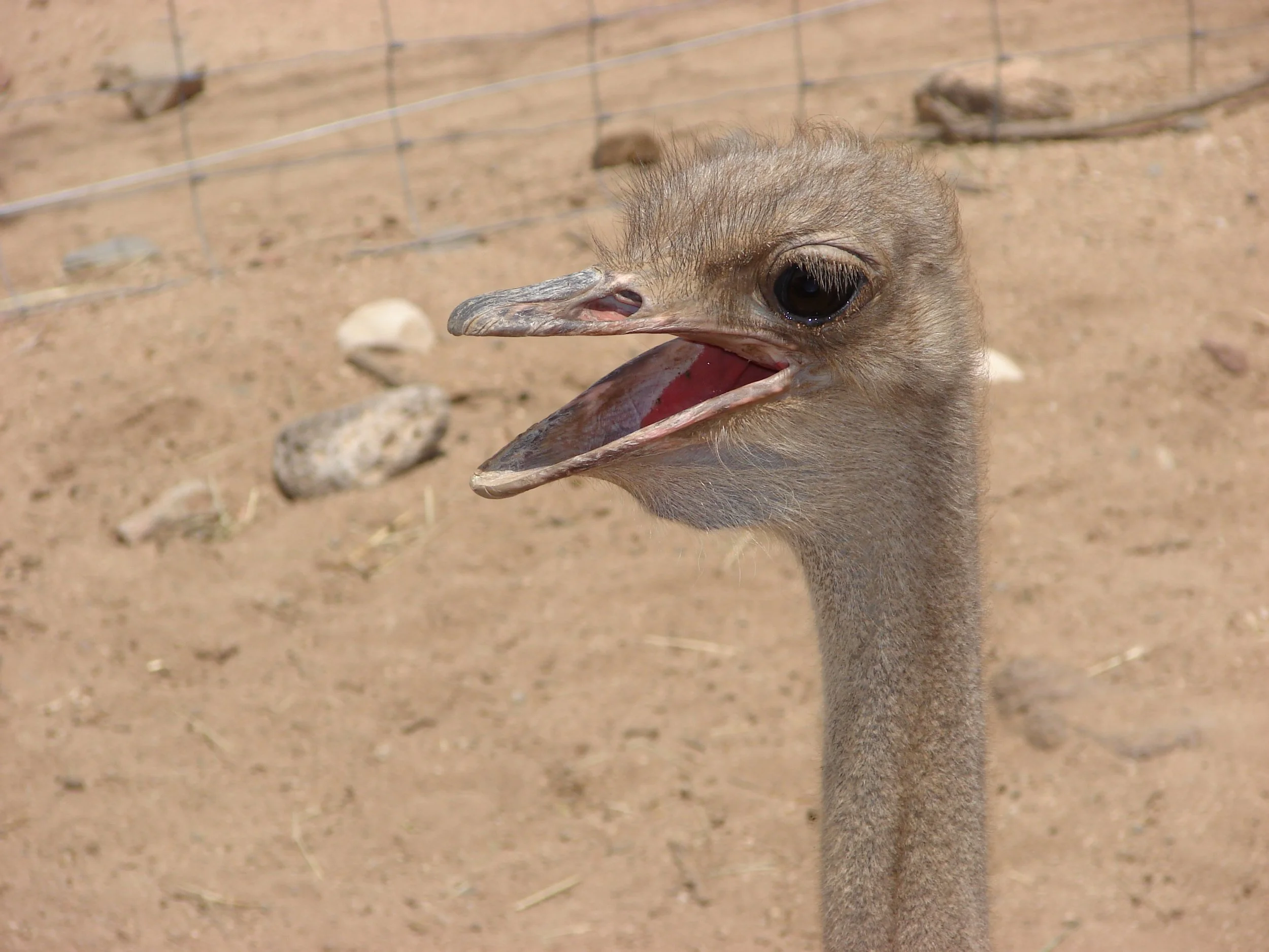 0606 Animal Ostrich.jpg