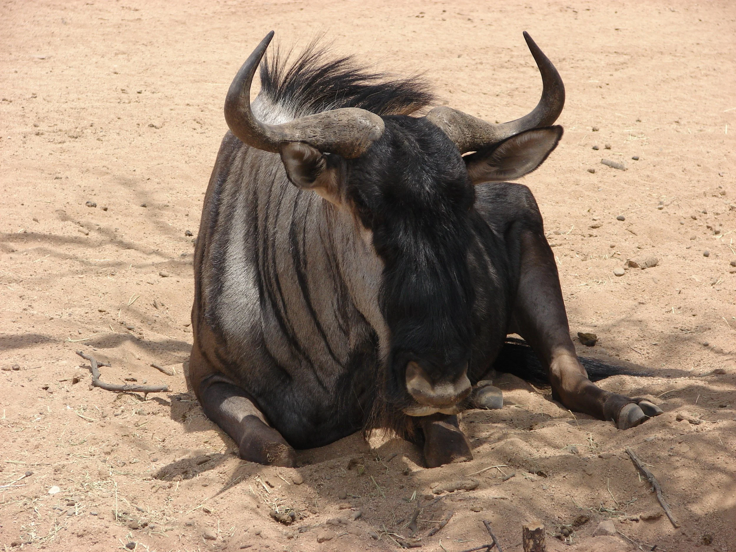 0606 Animal Wildebeast.jpg