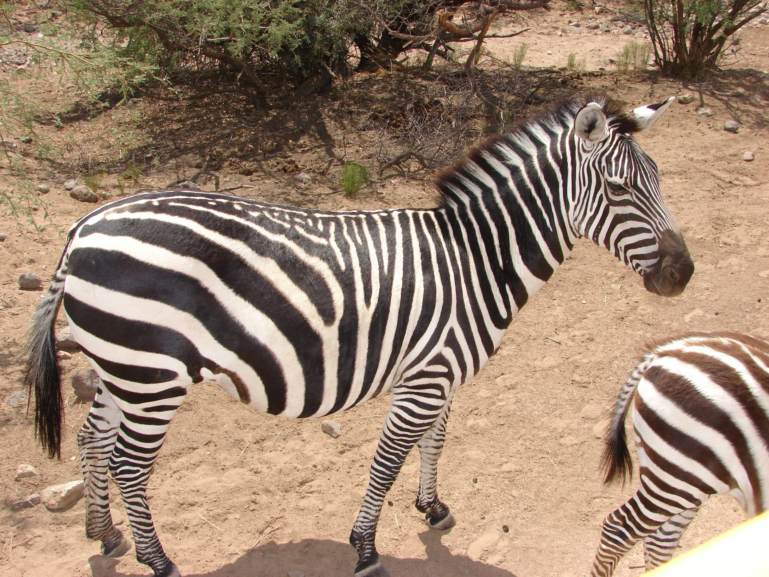 0606 Animal Zebra.jpg