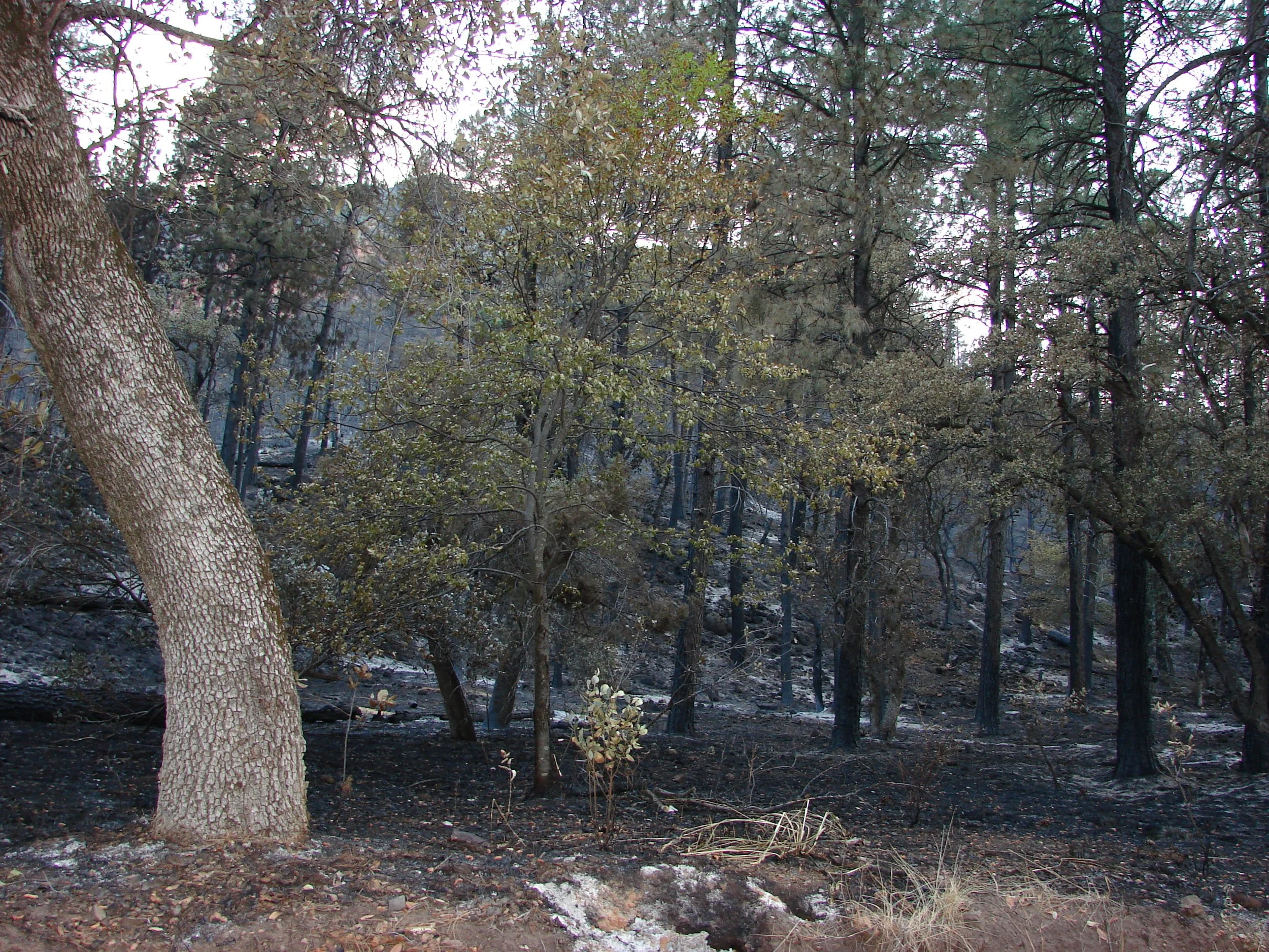 0606 Oak Creek Brins Fire 2.jpg