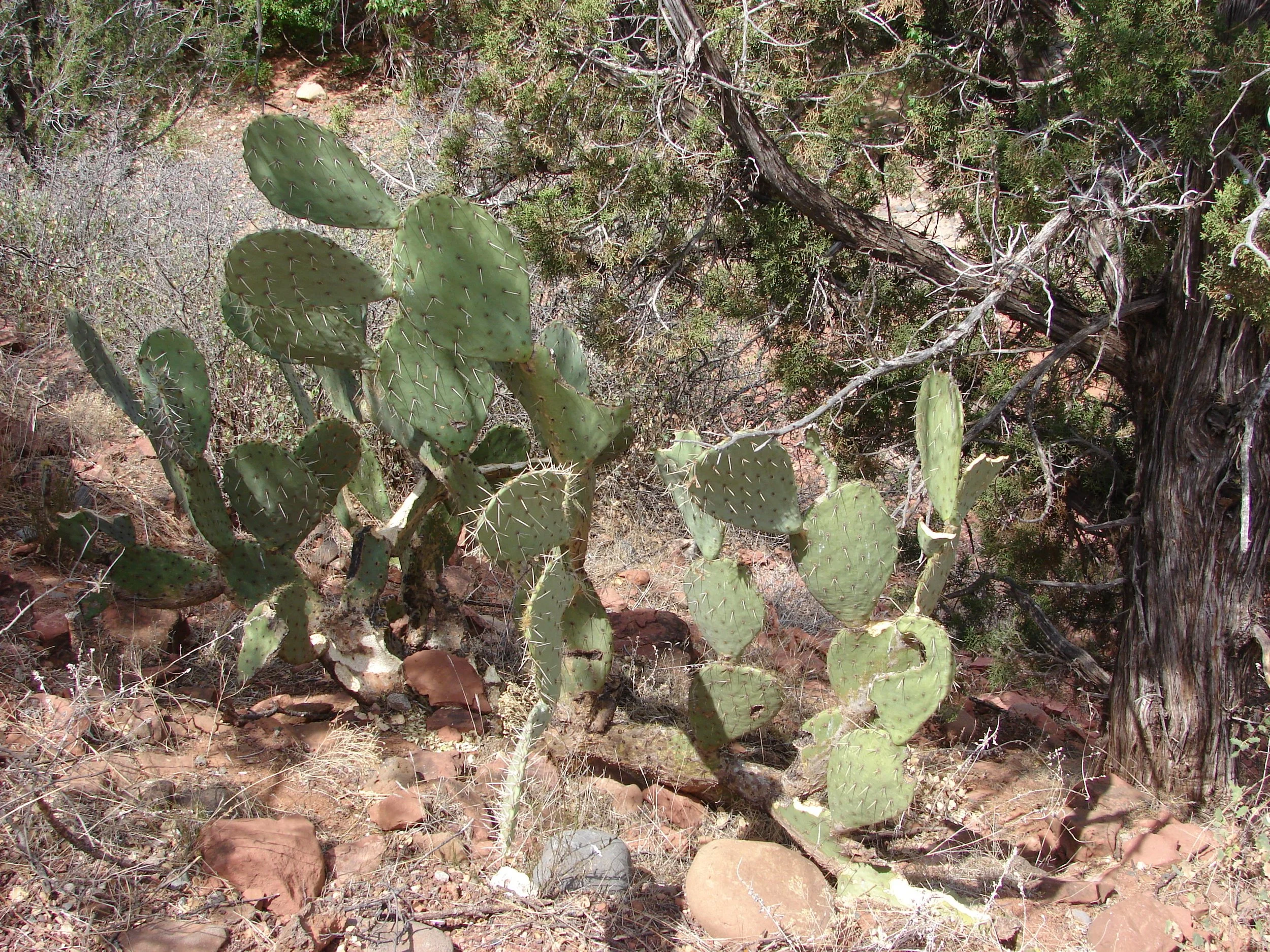 0606 Red Rock Trails 3 Cactus.jpg