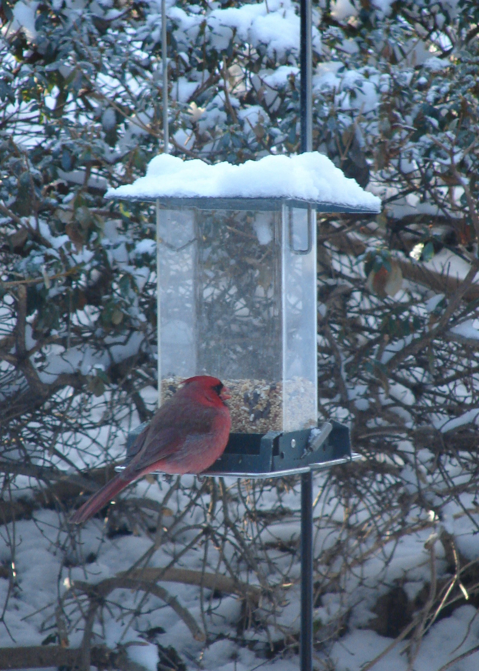 0307 Cardinal at Feeder.jpg