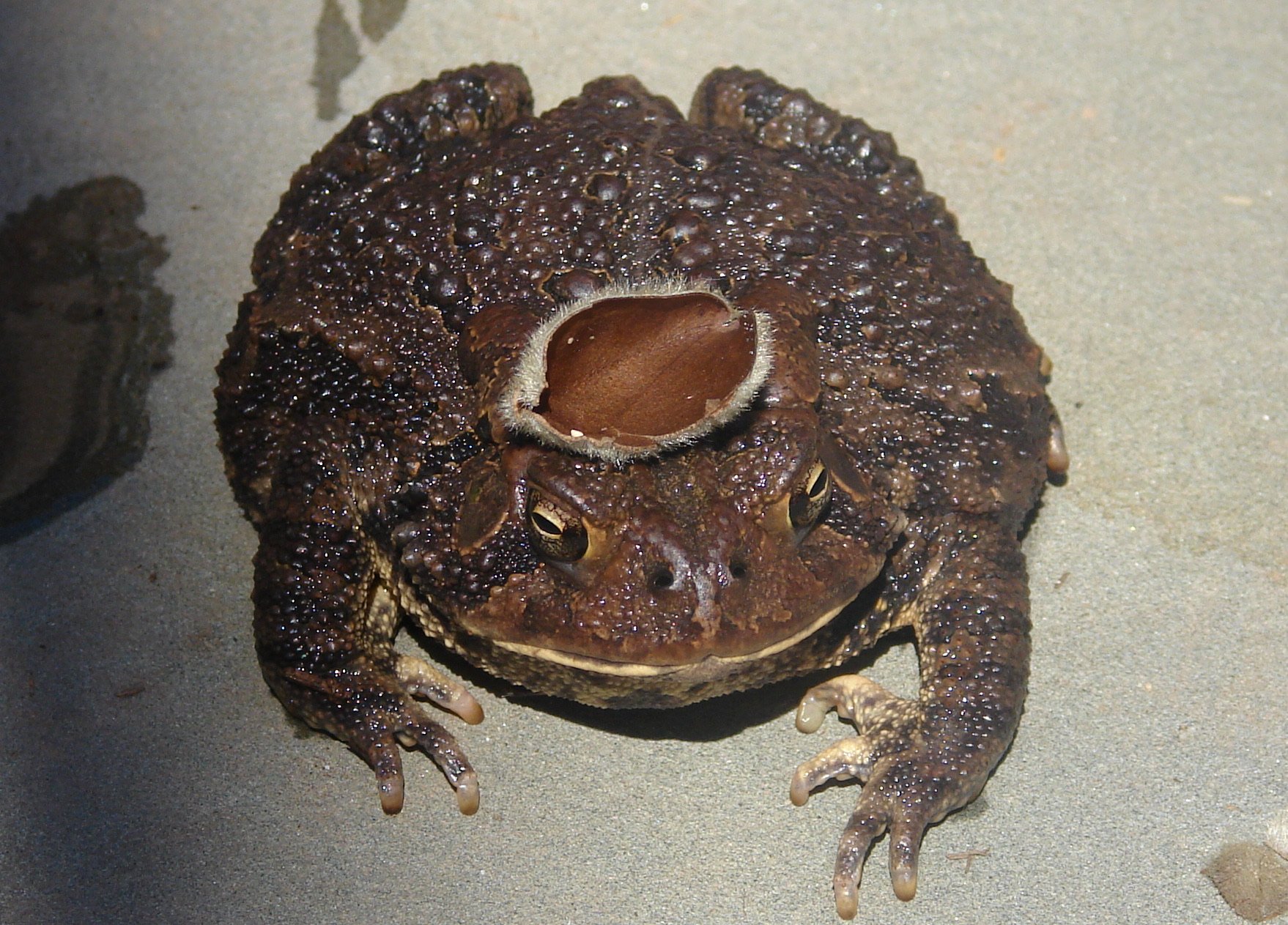 0407 Toad.jpg