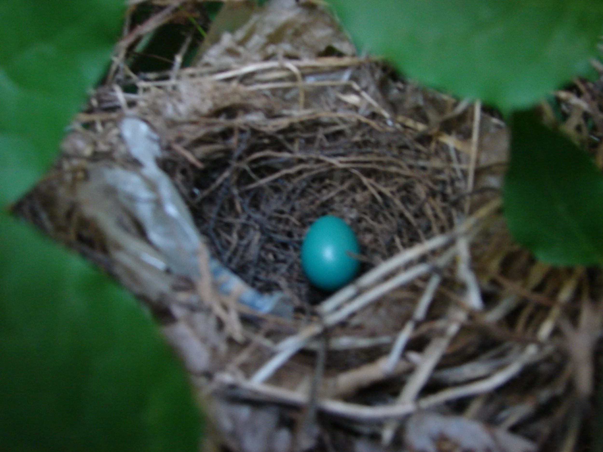 0507 Robins Egg.jpg
