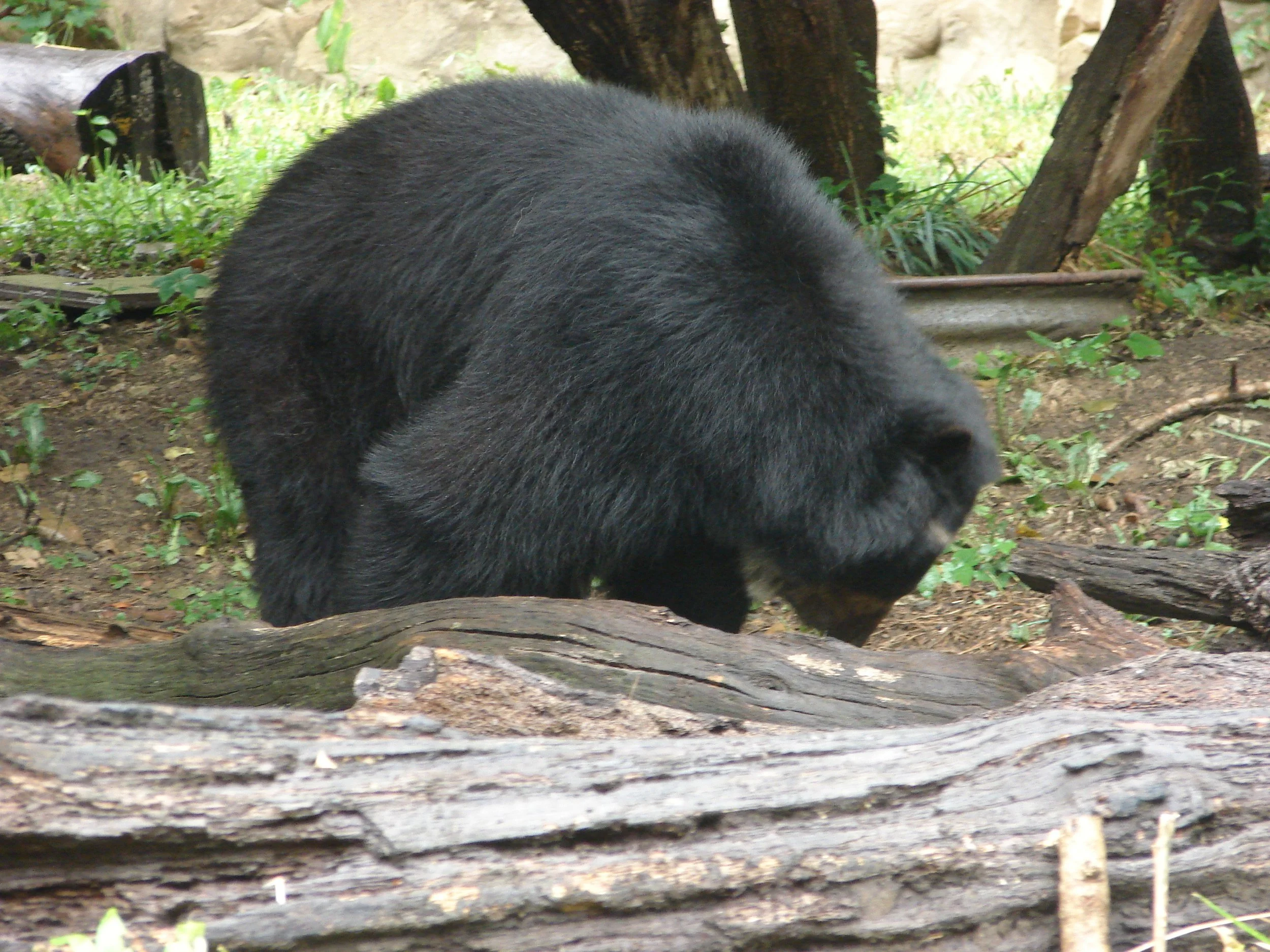 1007 Zoo Bear.jpg