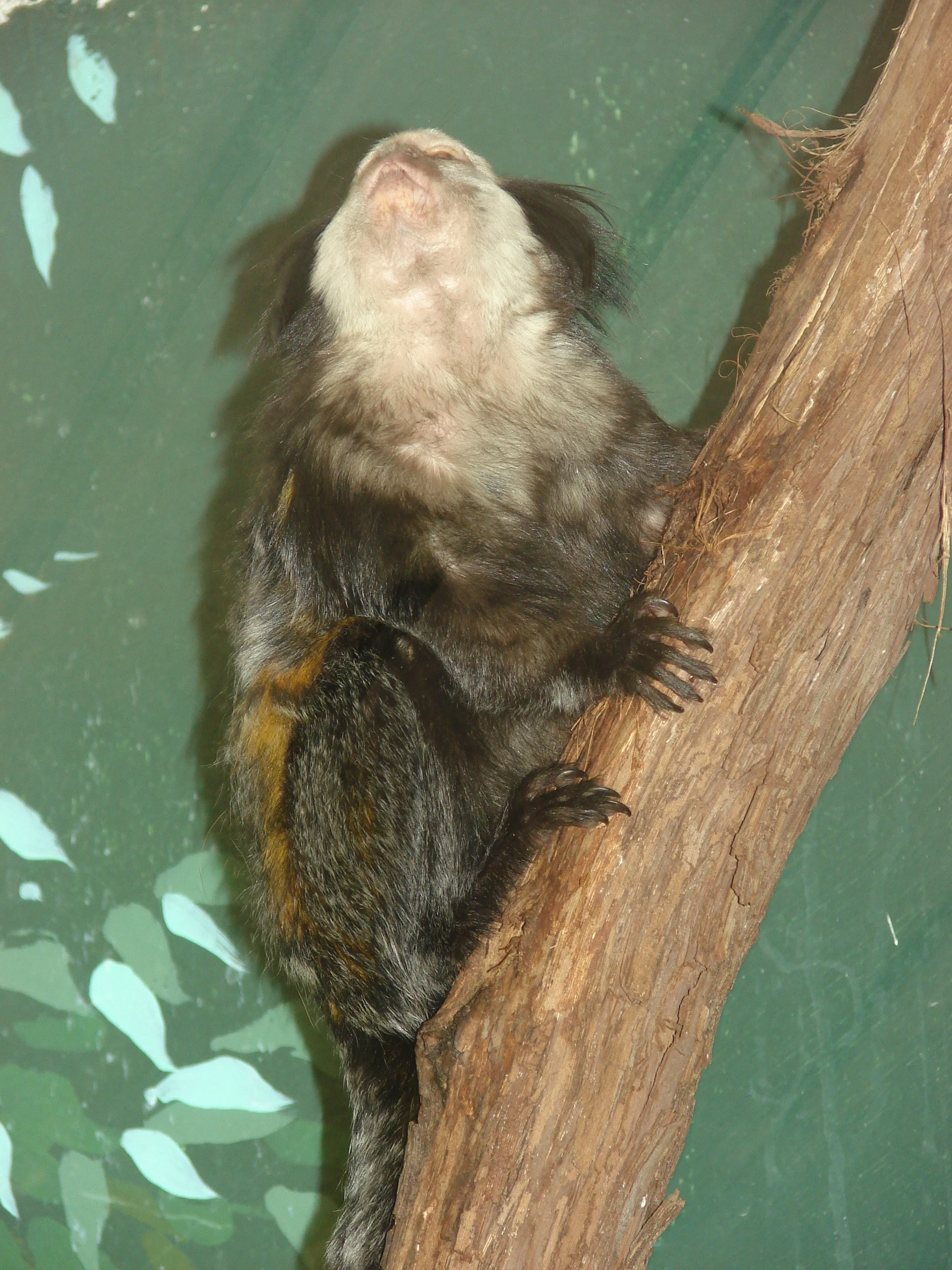 1007 Zoo Marmaset.jpg