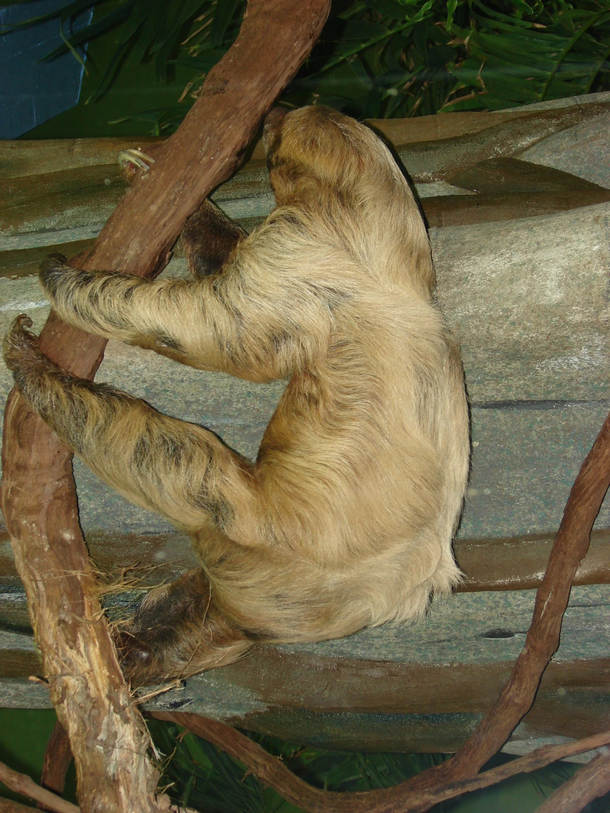 1007 Zoo Monkey.jpg