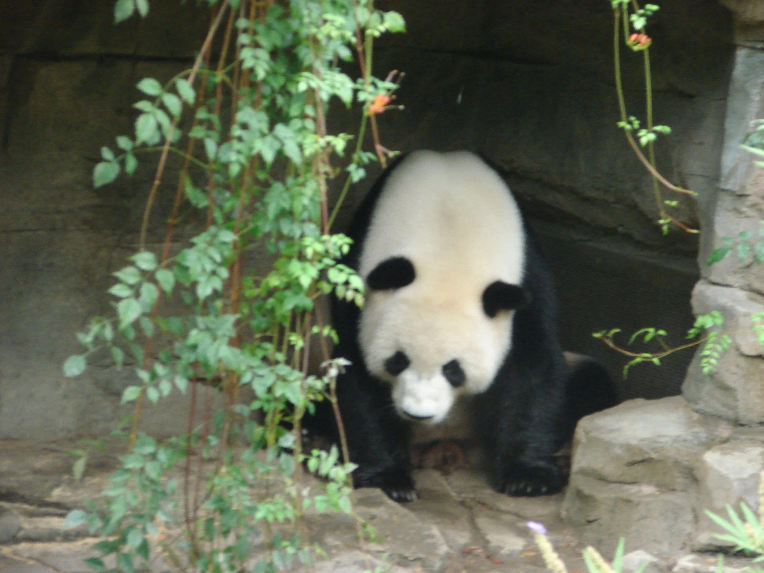 1007 Zoo Panda Bear.jpg