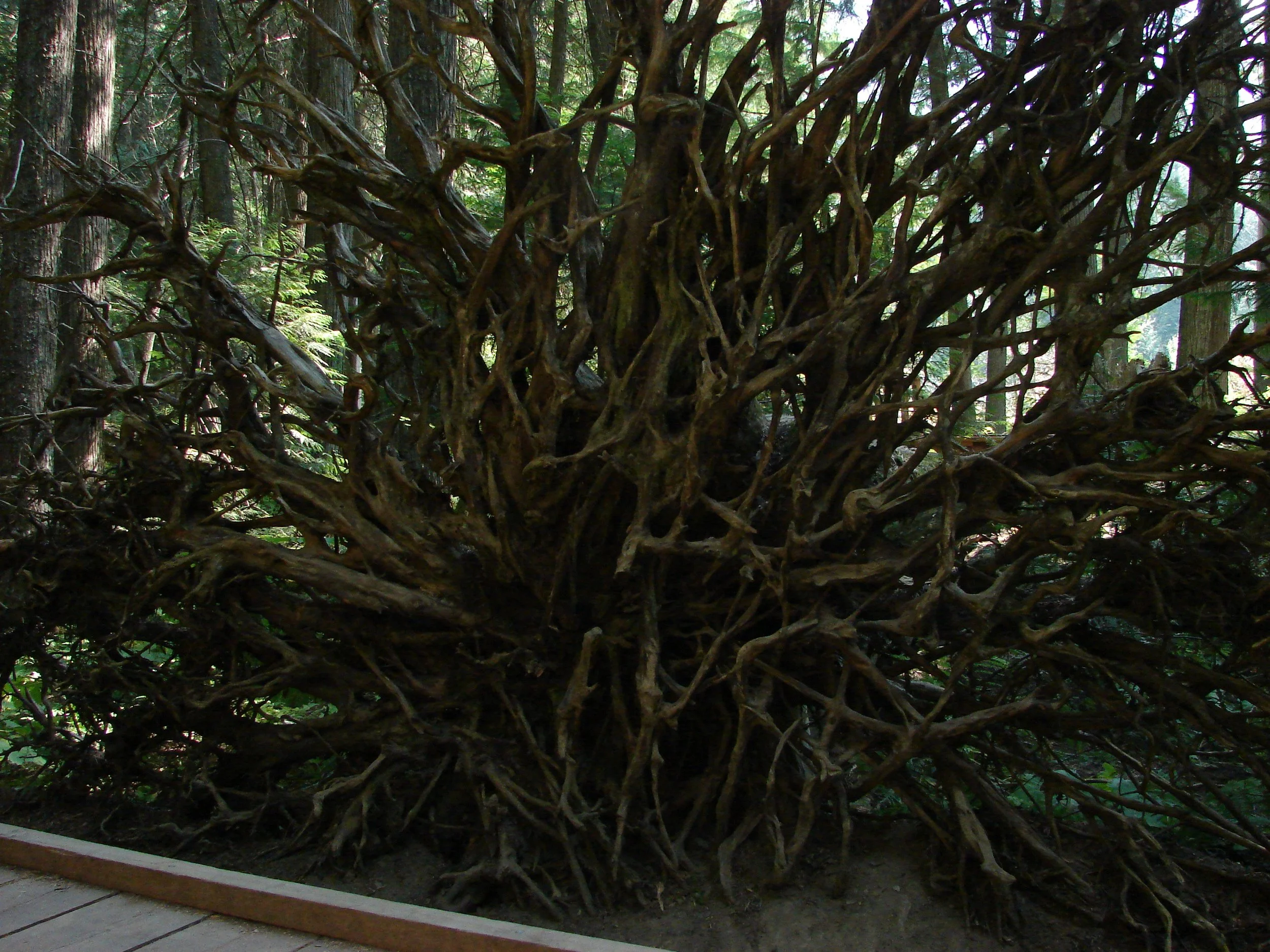 081207 Cedar Roots.jpg