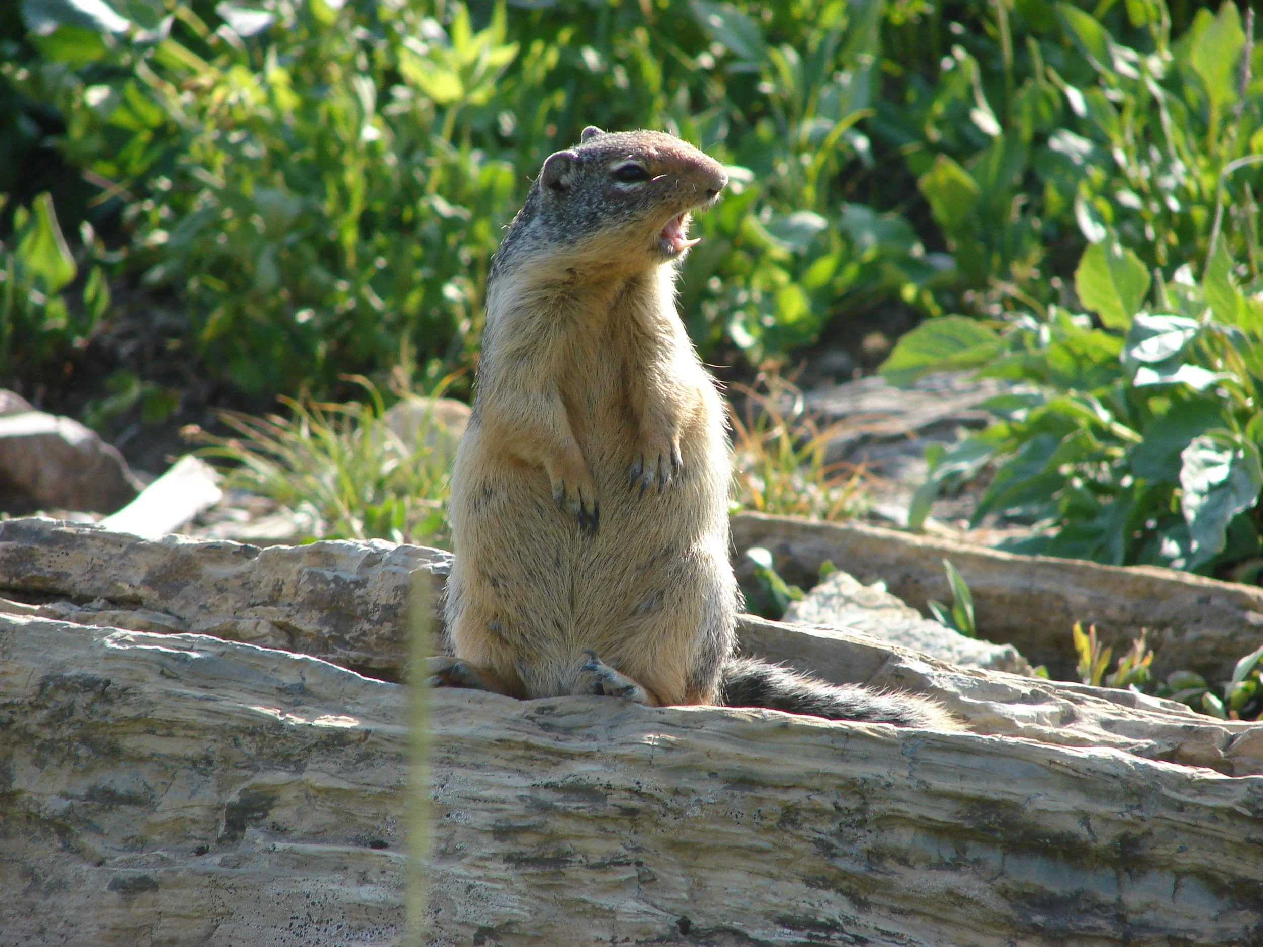 081207 Screaming Ground Squirrel.jpg