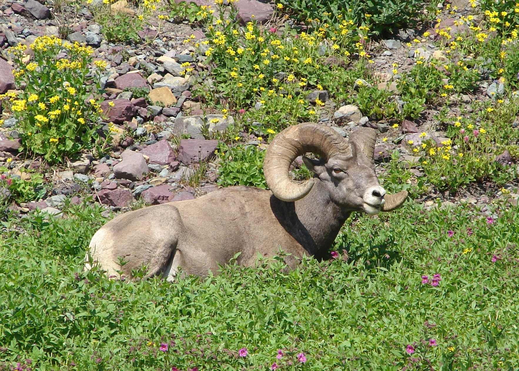 081307 Bighorn Sheep on Hidden Lake Trail.jpg