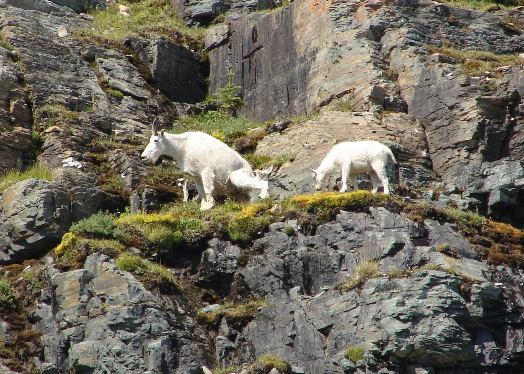 081307 Mountain Goats.jpg