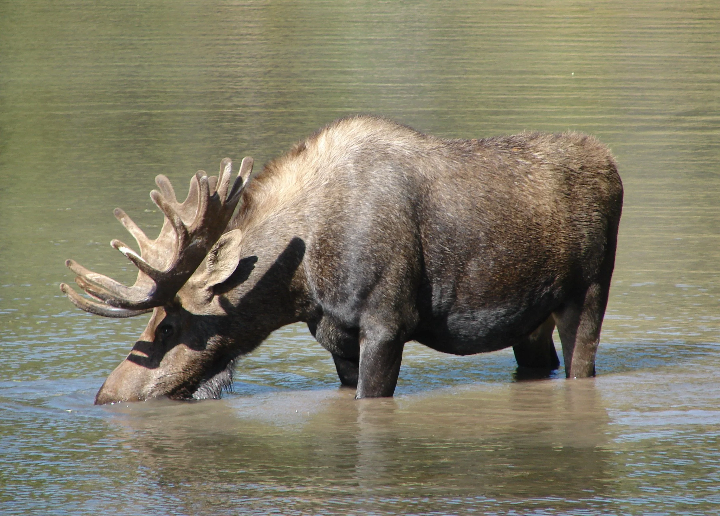 081407 Moose 1.jpg