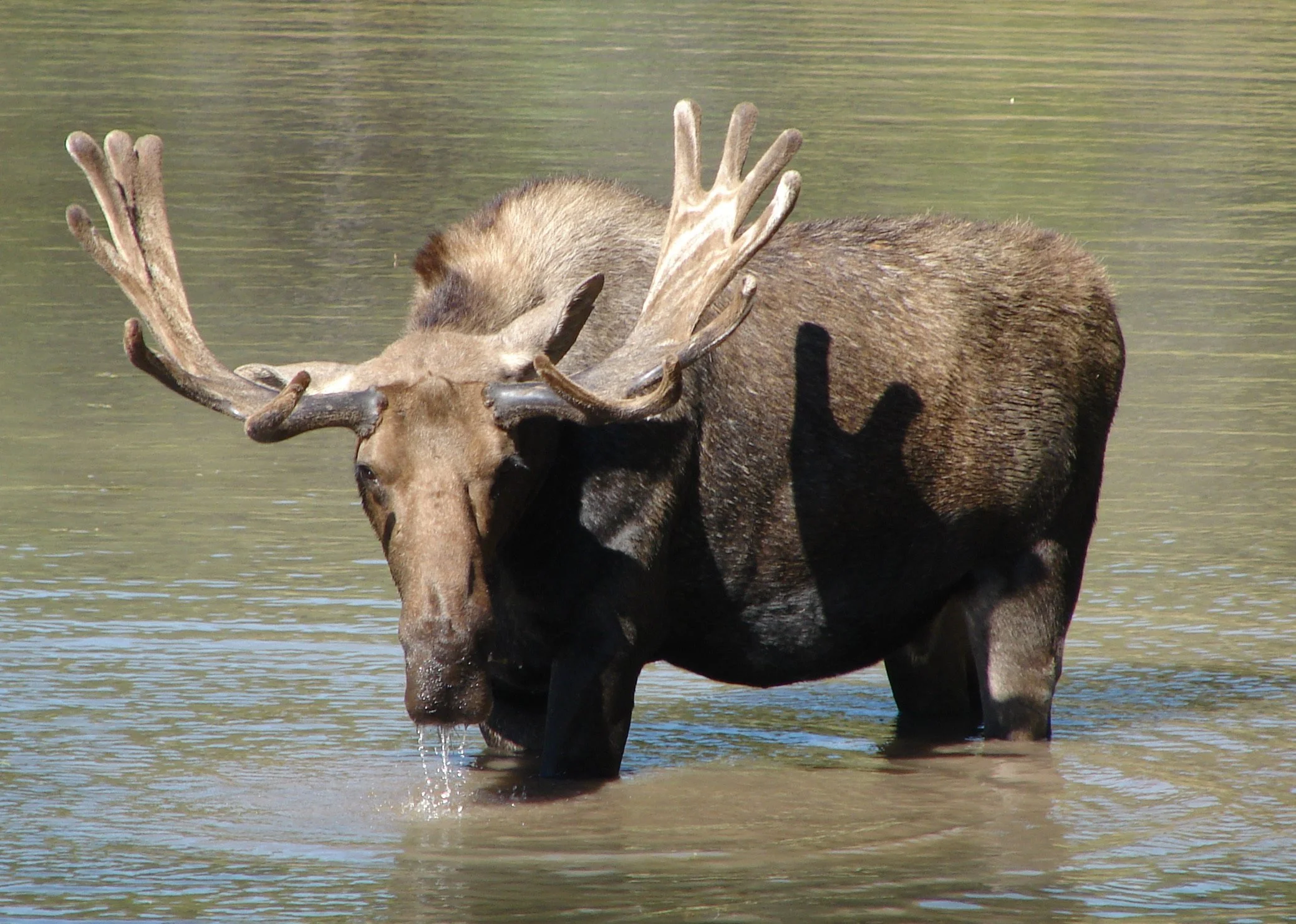 081407 Moose 2.jpg