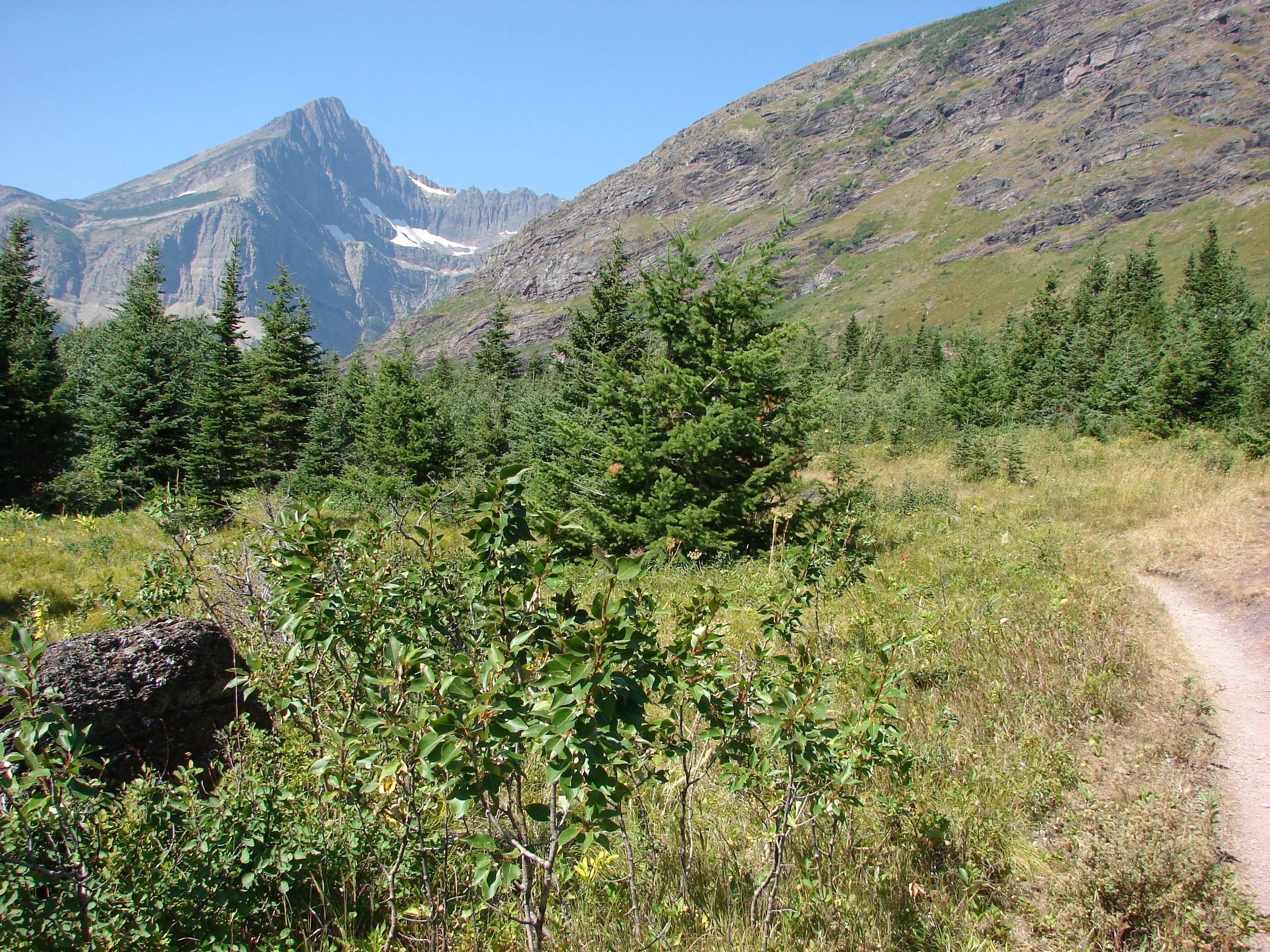 081407 Swiftcurrent Pass near Bear Sighting.jpg