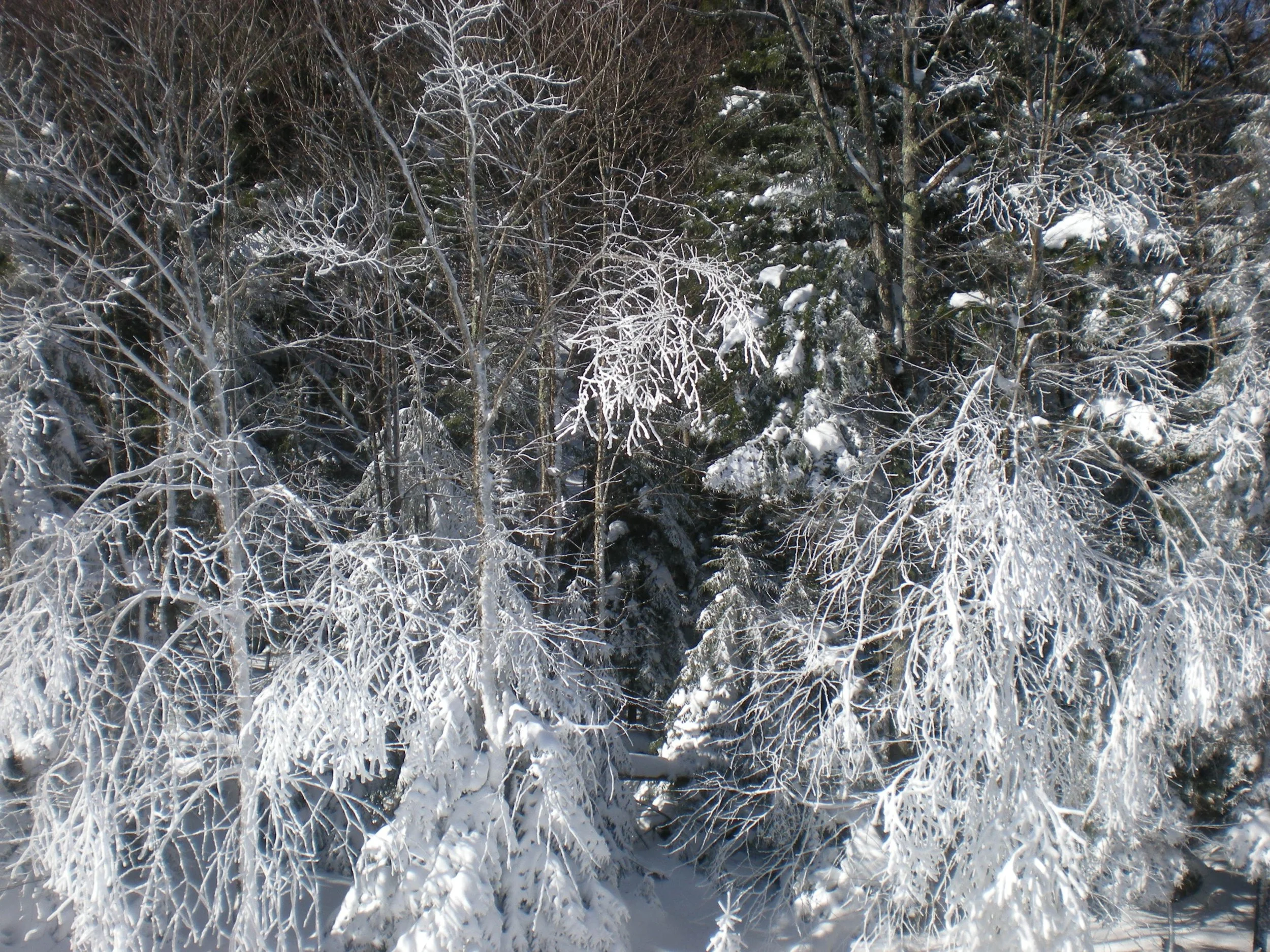 0108 Snowshoe Trees 2.jpg