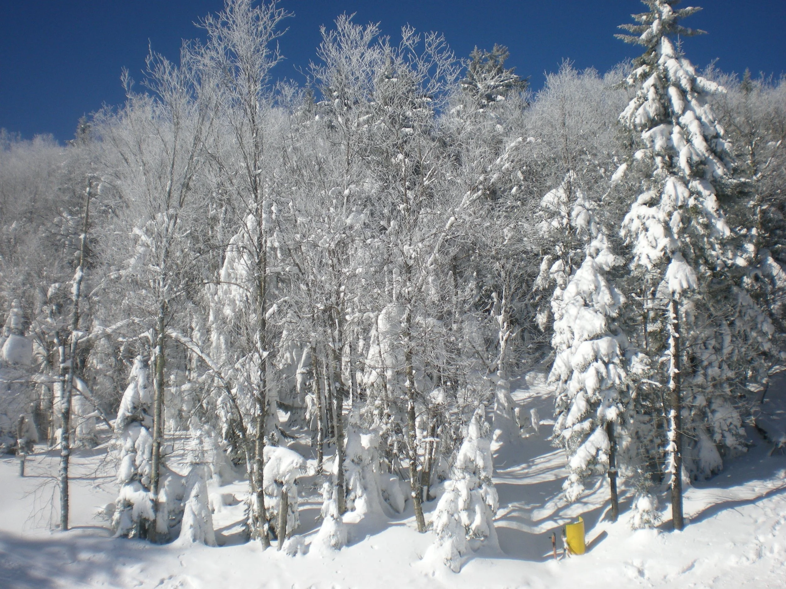 0108 Snowshoe Trees.jpg