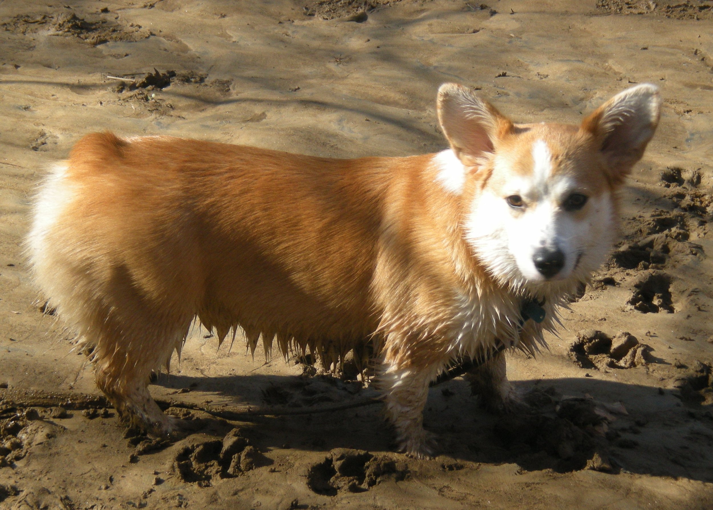 0208 Reggie Difficult Run.jpg